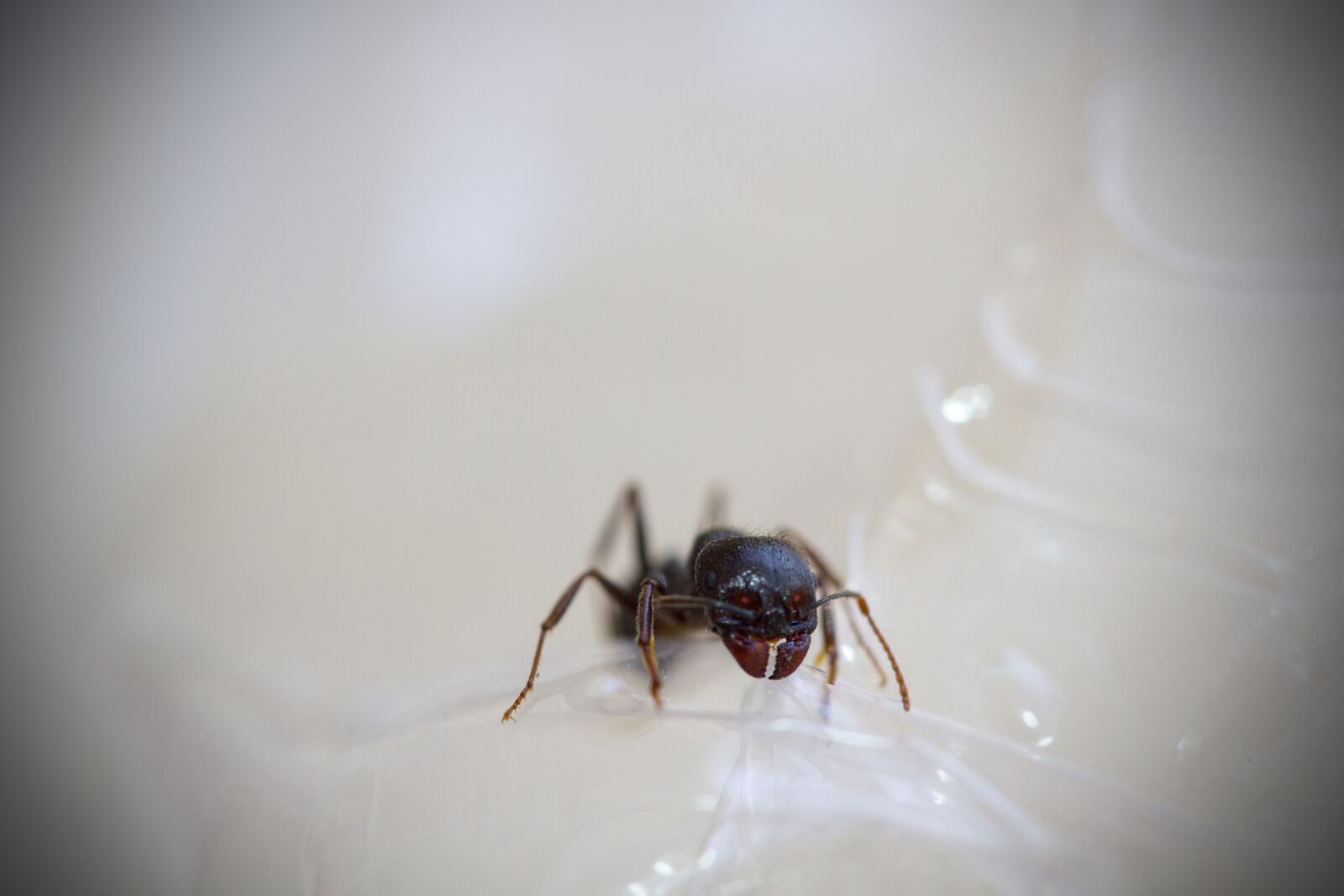 Canon EF-S 60mm F2.8 Macro USM sample photo. Ant, insects, macro photography