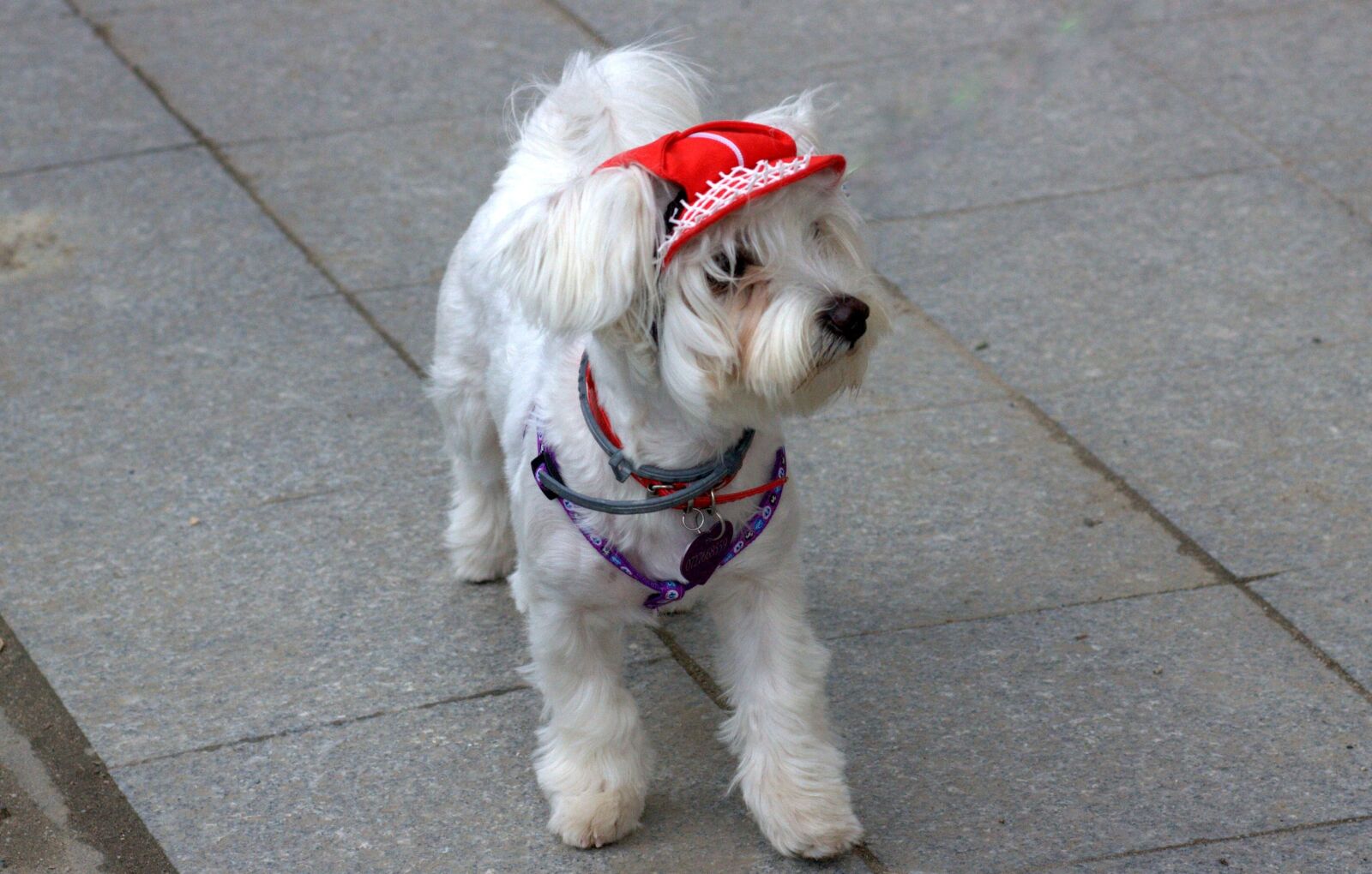 Canon EOS 450D (EOS Rebel XSi / EOS Kiss X2) sample photo. Dog, bichon, white photography