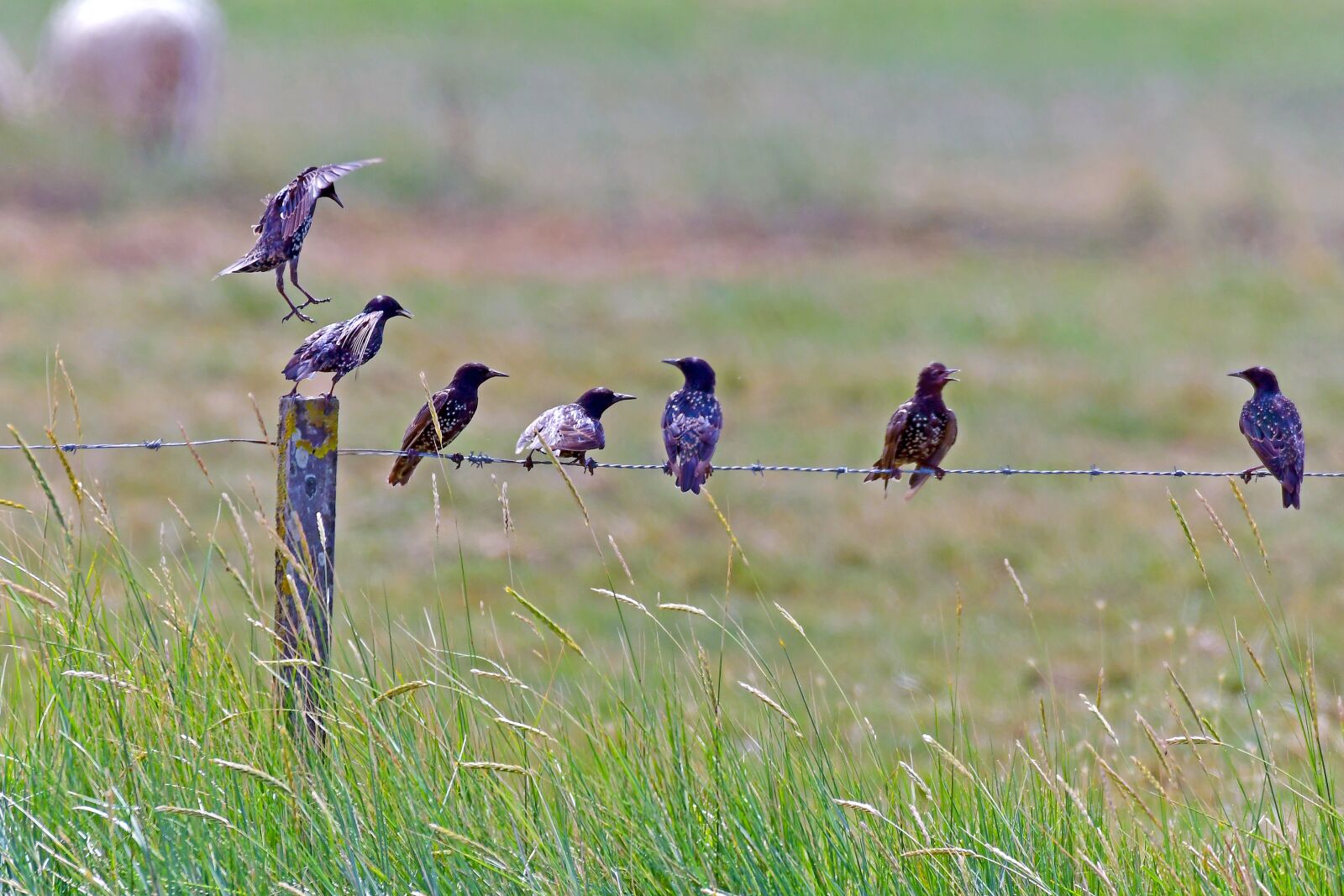 Nikon D500 sample photo. Stare, sturnus vulgaris, fight photography