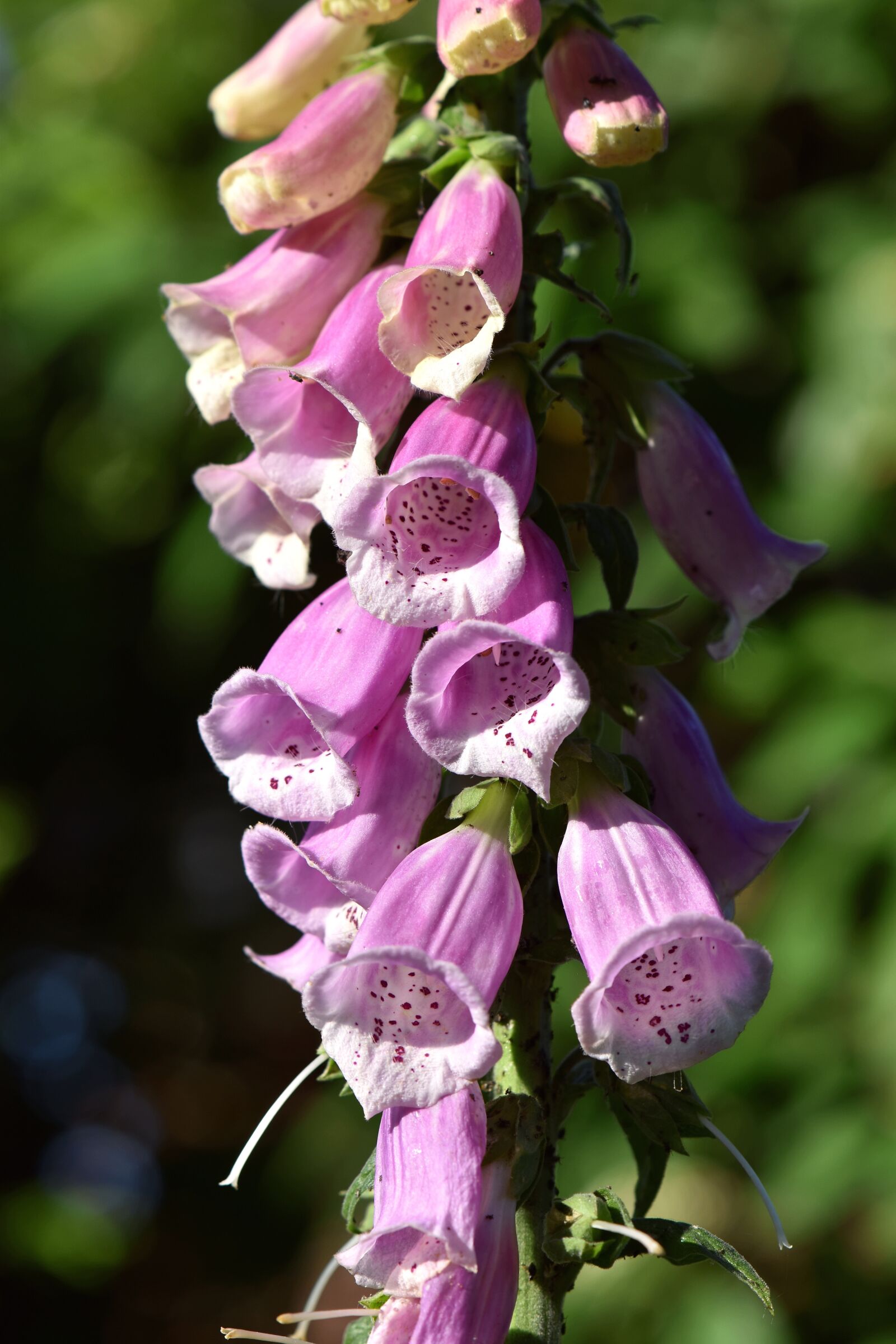 Nikon D5600 sample photo. Flower, flowers, bell shaped photography