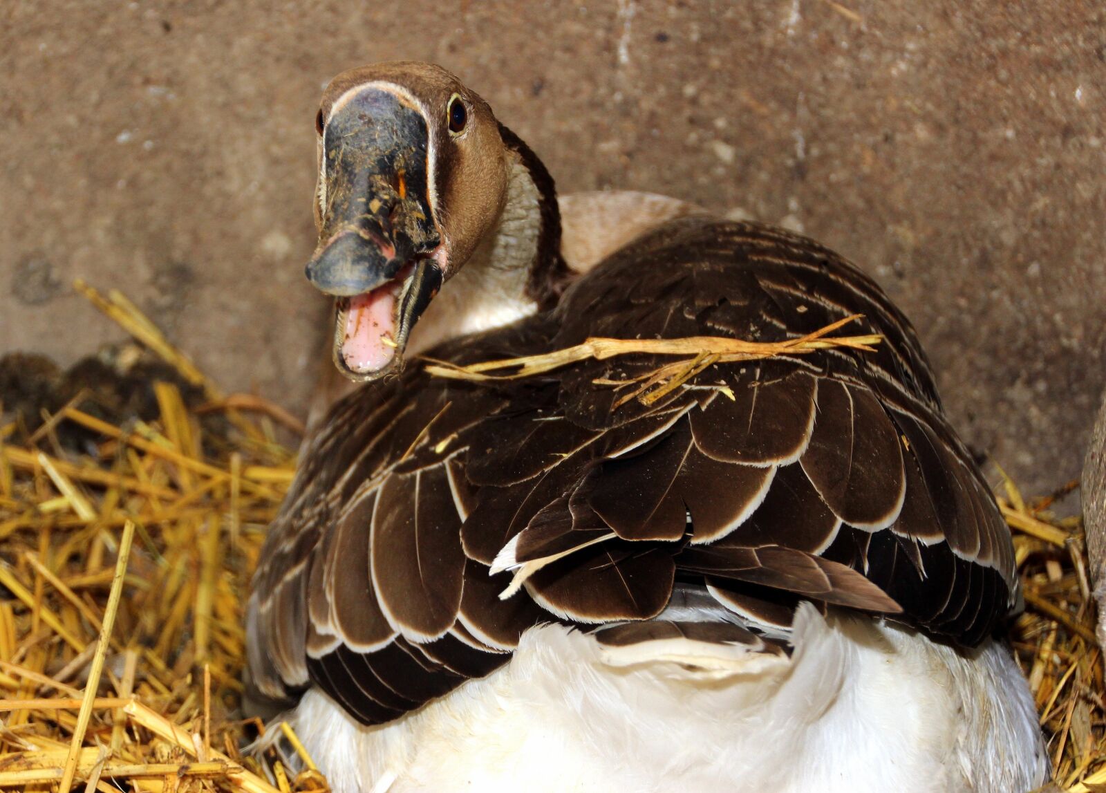 Canon EOS 650D (EOS Rebel T4i / EOS Kiss X6i) sample photo. Goose, h cker goose photography