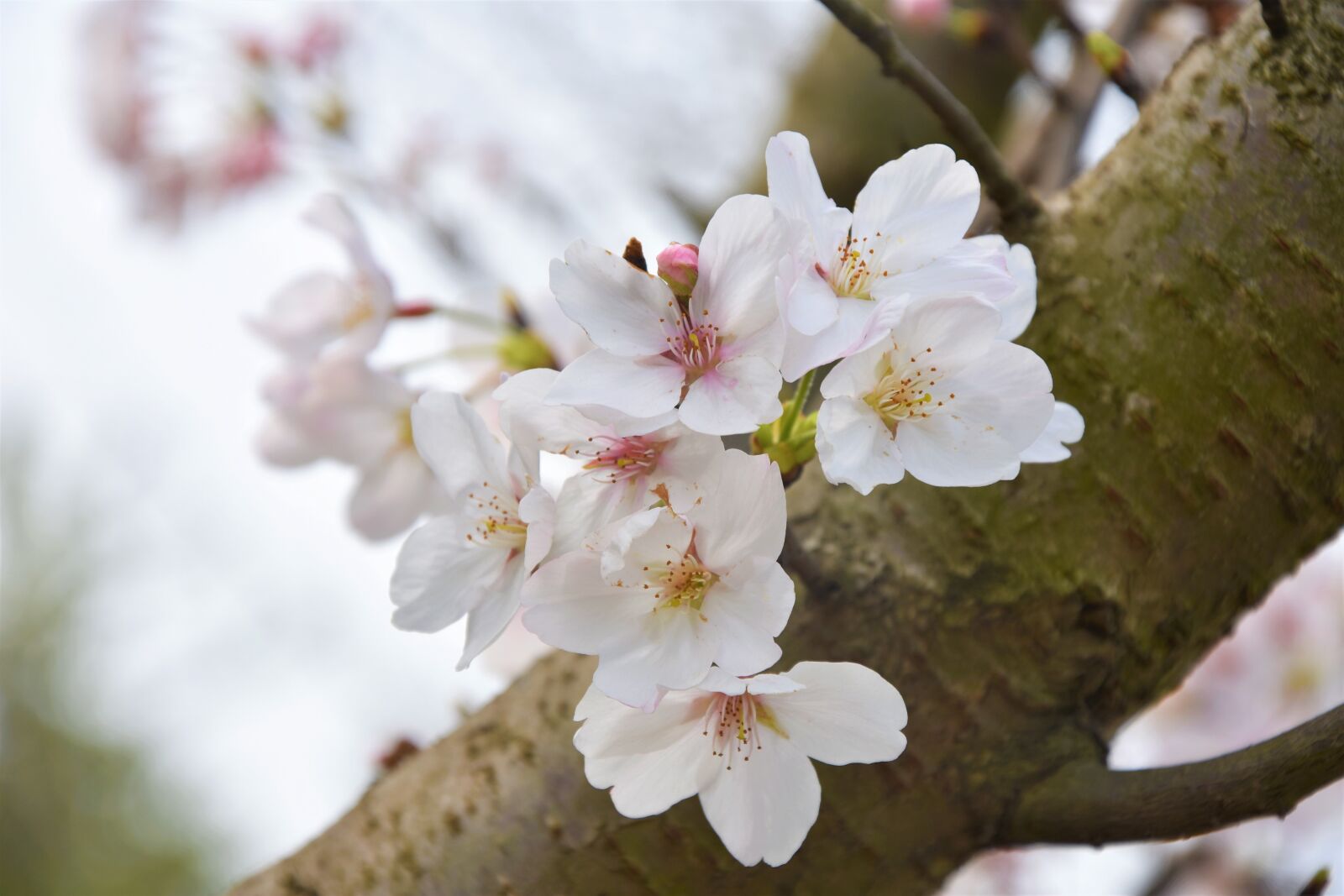 Nikon D3400 sample photo. White flowers, pear, plant photography