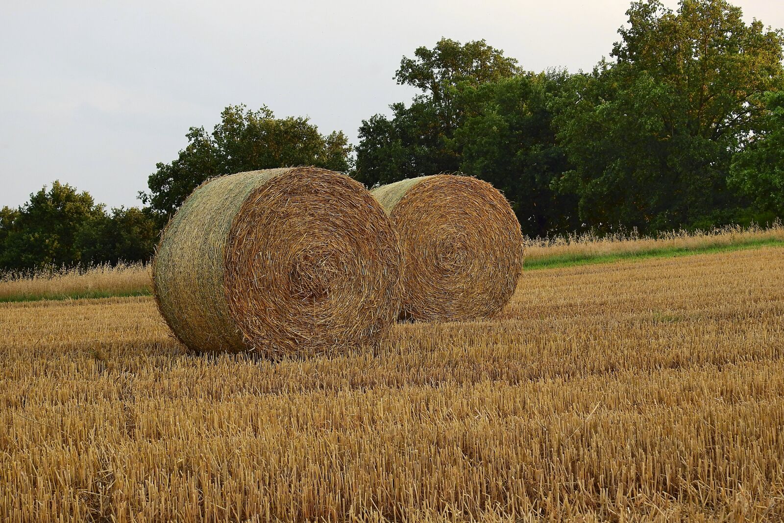 Nikon Coolpix P900 sample photo. Straw bales, stubble, agriculture photography