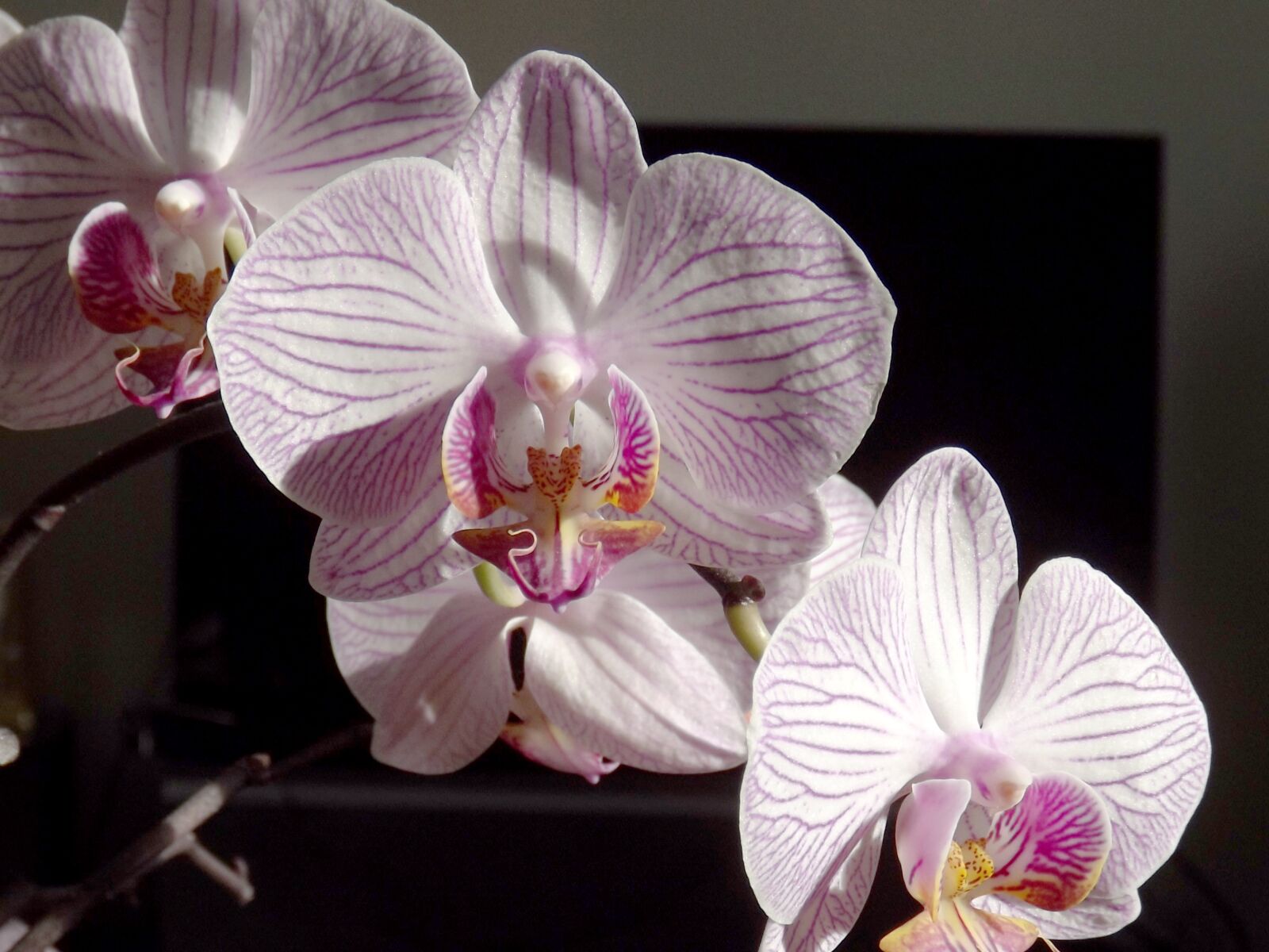 Fujifilm FinePix S3300 sample photo. "Orchid, phalaenopsis, white" photography