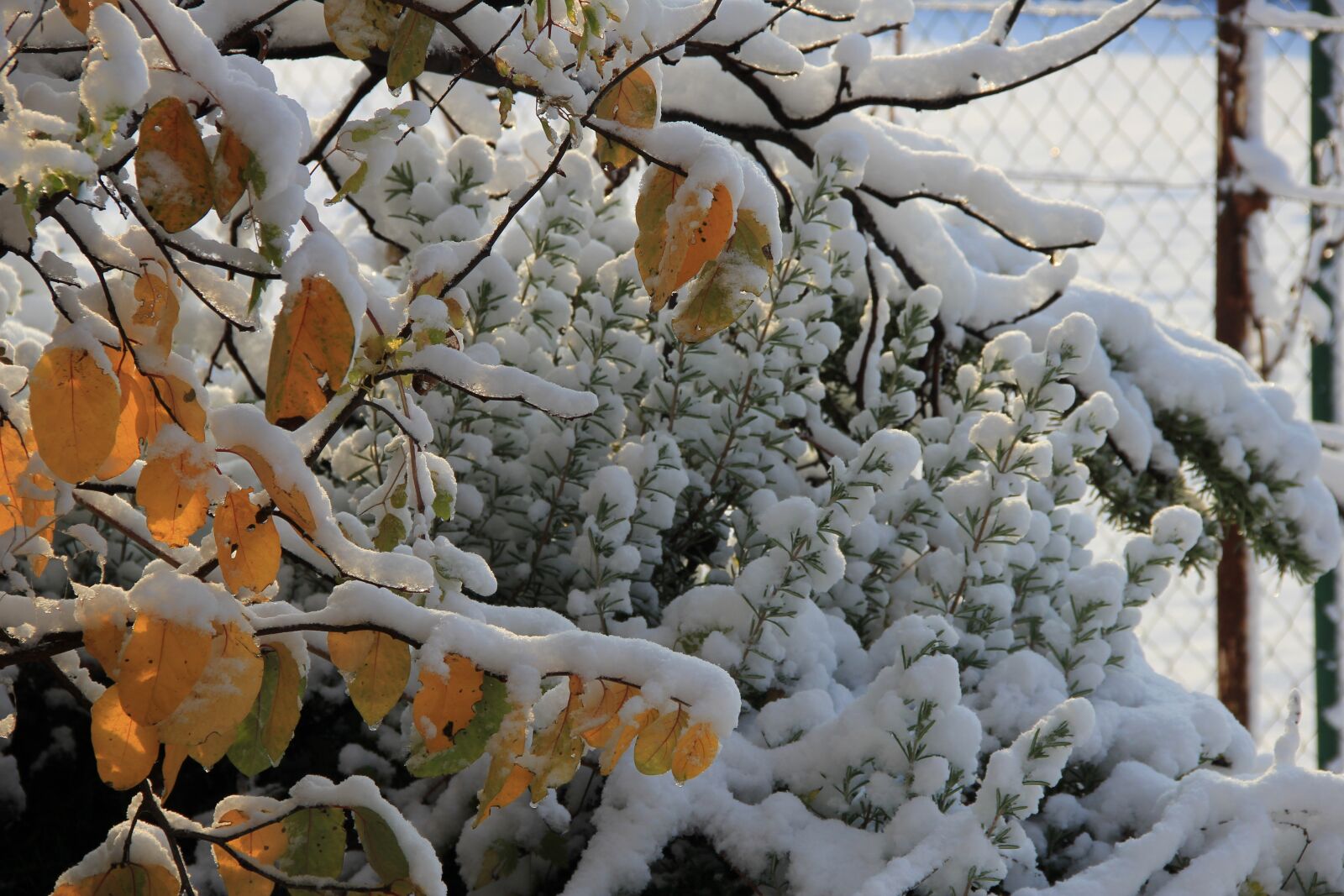 Canon EOS 550D (EOS Rebel T2i / EOS Kiss X4) sample photo. Winter, sunlight, nature photography