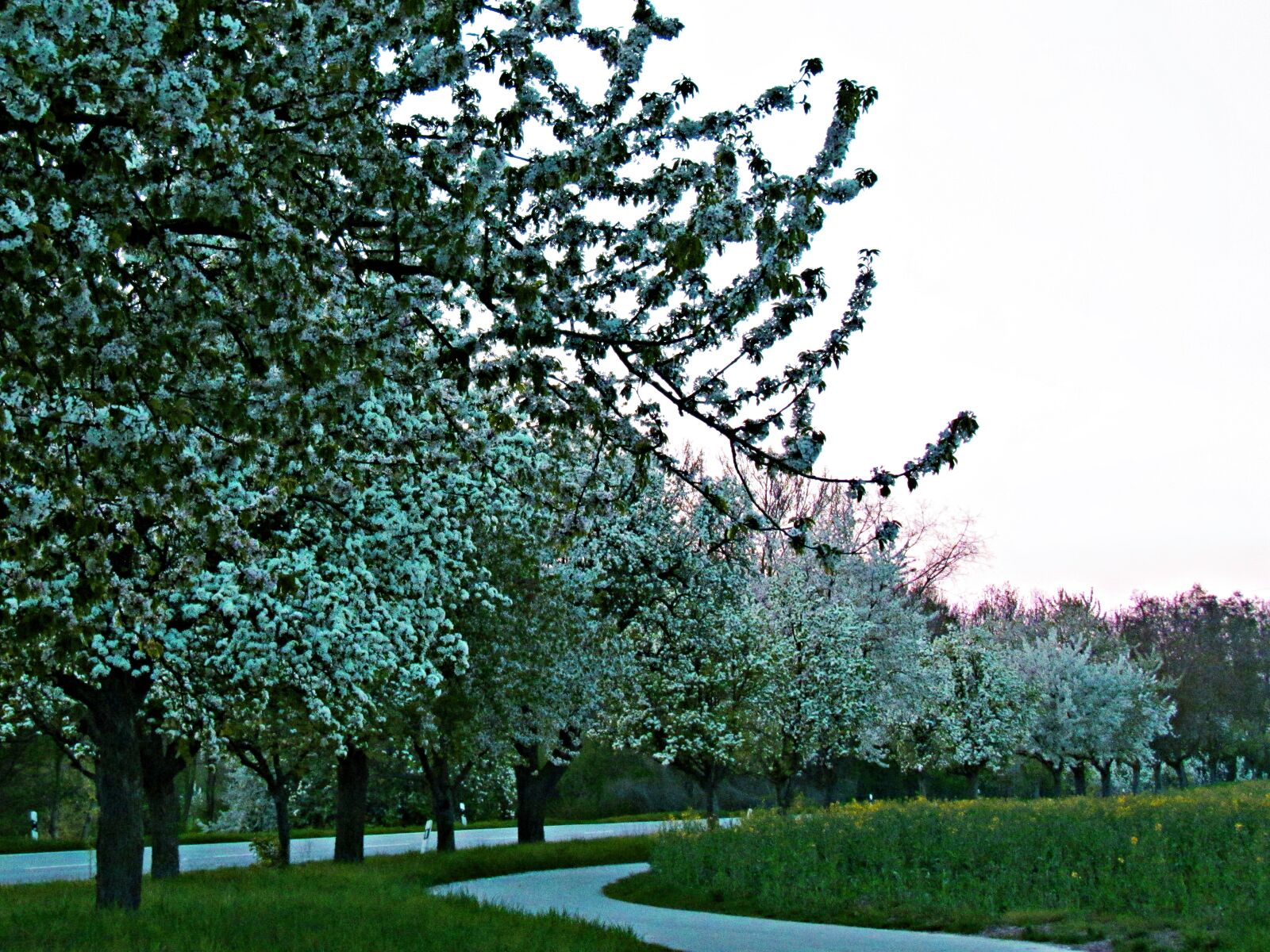 Canon PowerShot SX30 IS sample photo. Spring, tree, nature photography