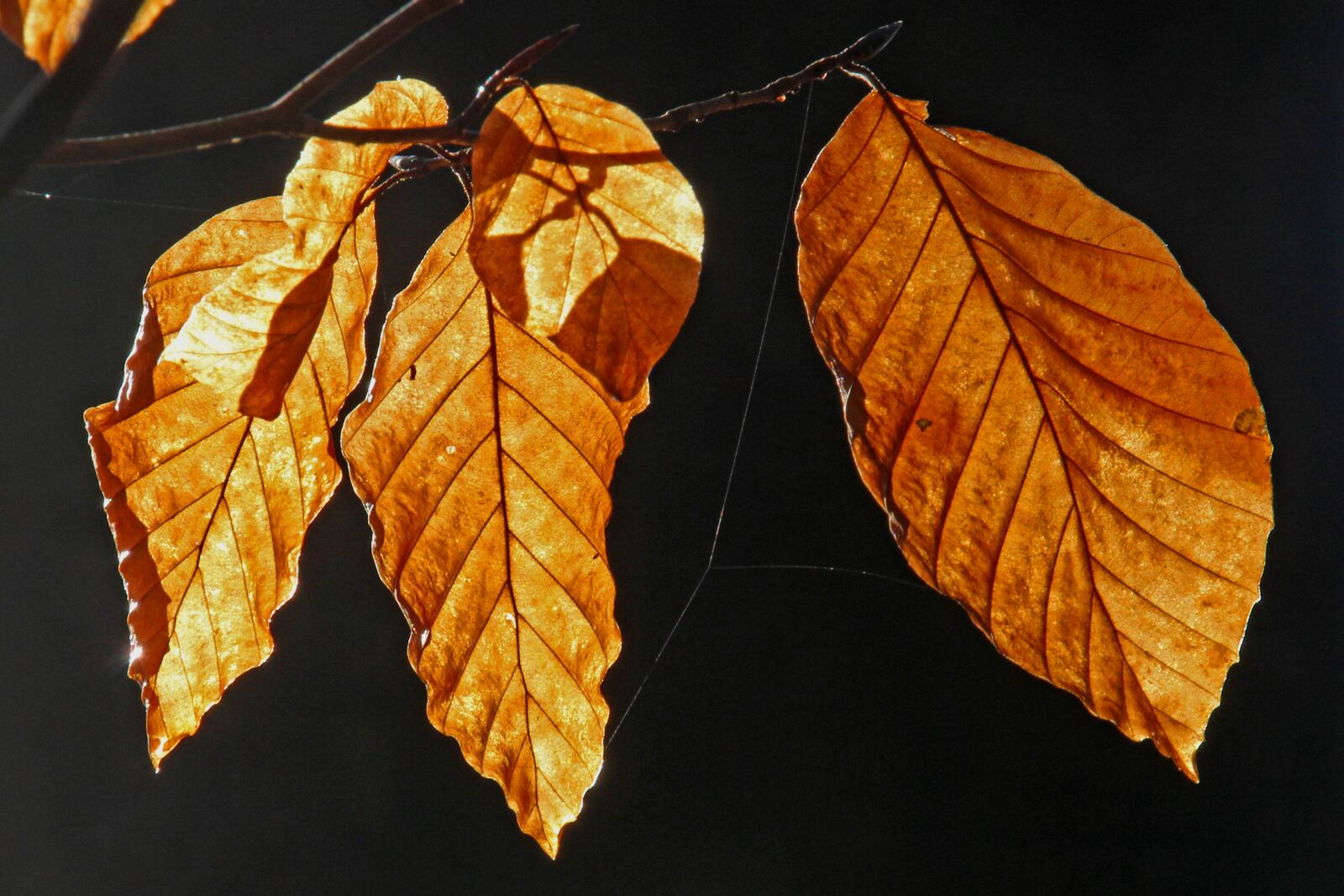 Canon EOS 60D sample photo. Leaf, autumn, plant photography