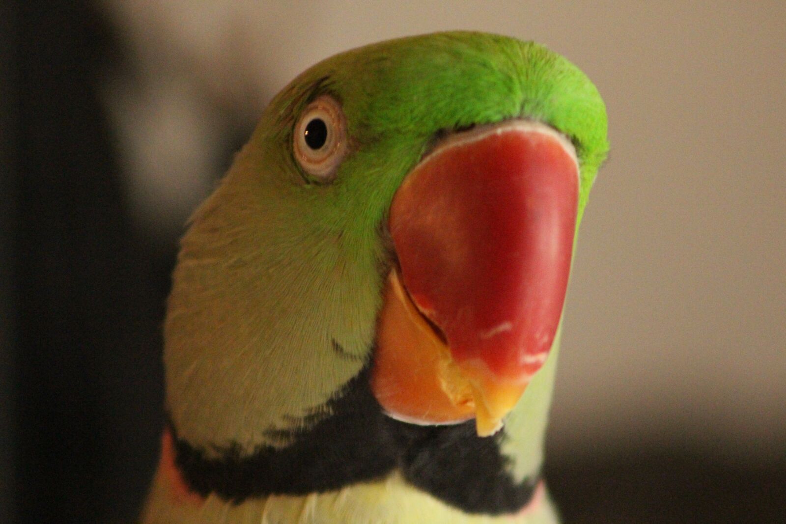Canon EOS 700D (EOS Rebel T5i / EOS Kiss X7i) sample photo. Parrot, bird green, bird photography