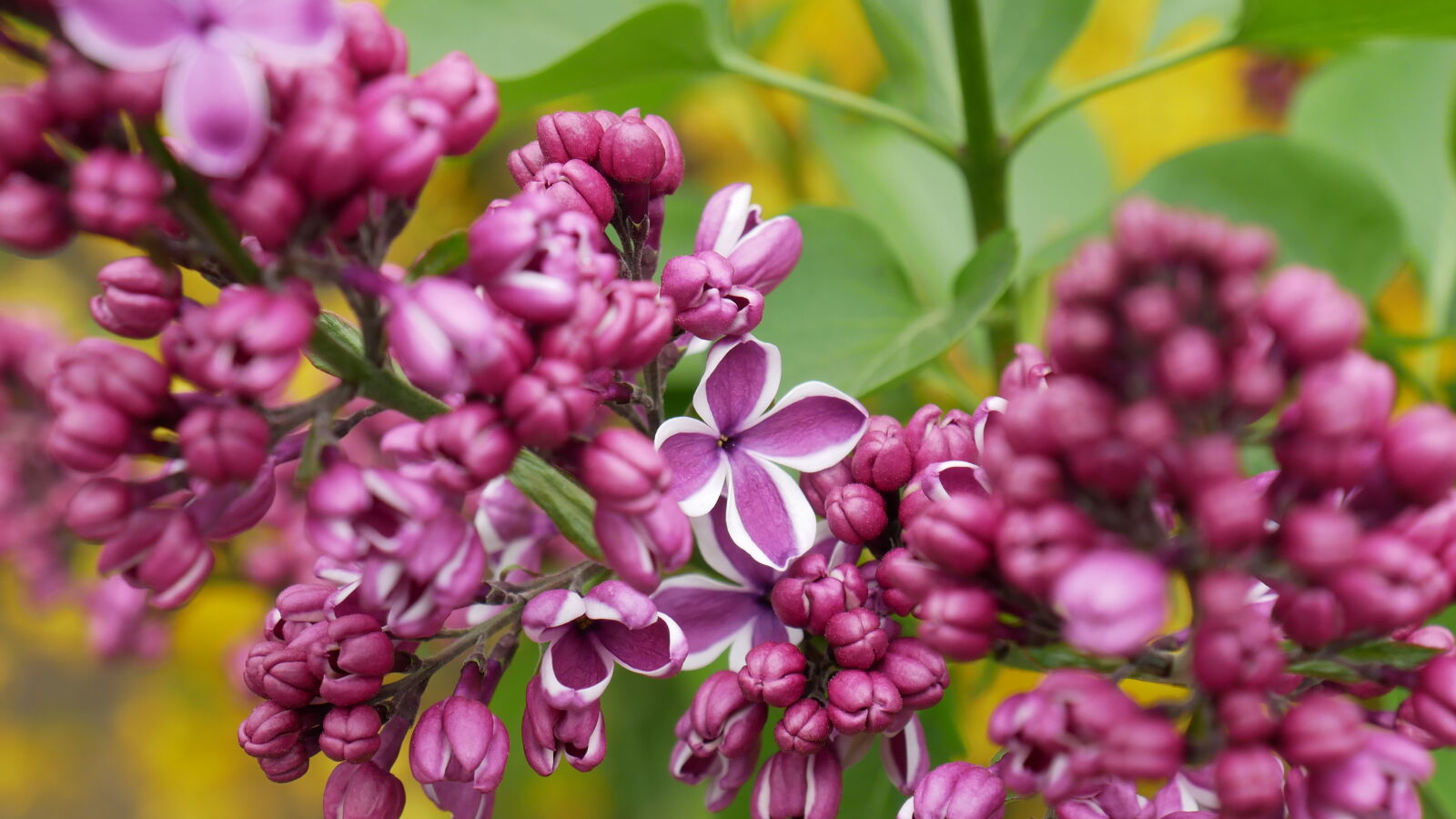 Panasonic Lumix DMC-GX85 (Lumix DMC-GX80 / Lumix DMC-GX7 Mark II) sample photo. Flower, lilac photography
