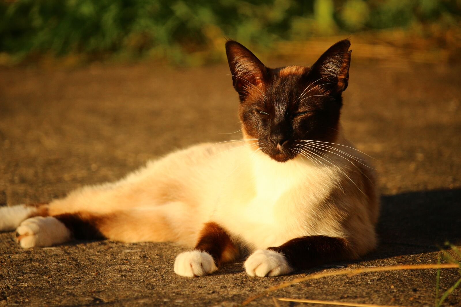 Canon EOS 100D (EOS Rebel SL1 / EOS Kiss X7) sample photo. Cat, siamese cat, siamese photography