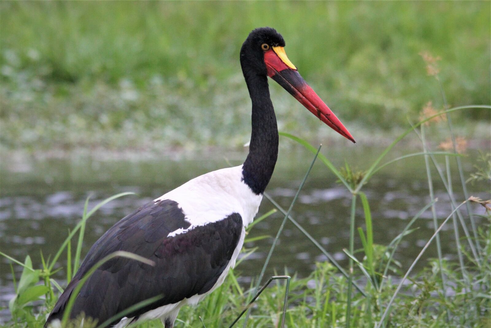 Canon EOS 60D sample photo. Saddle, billed, stork photography