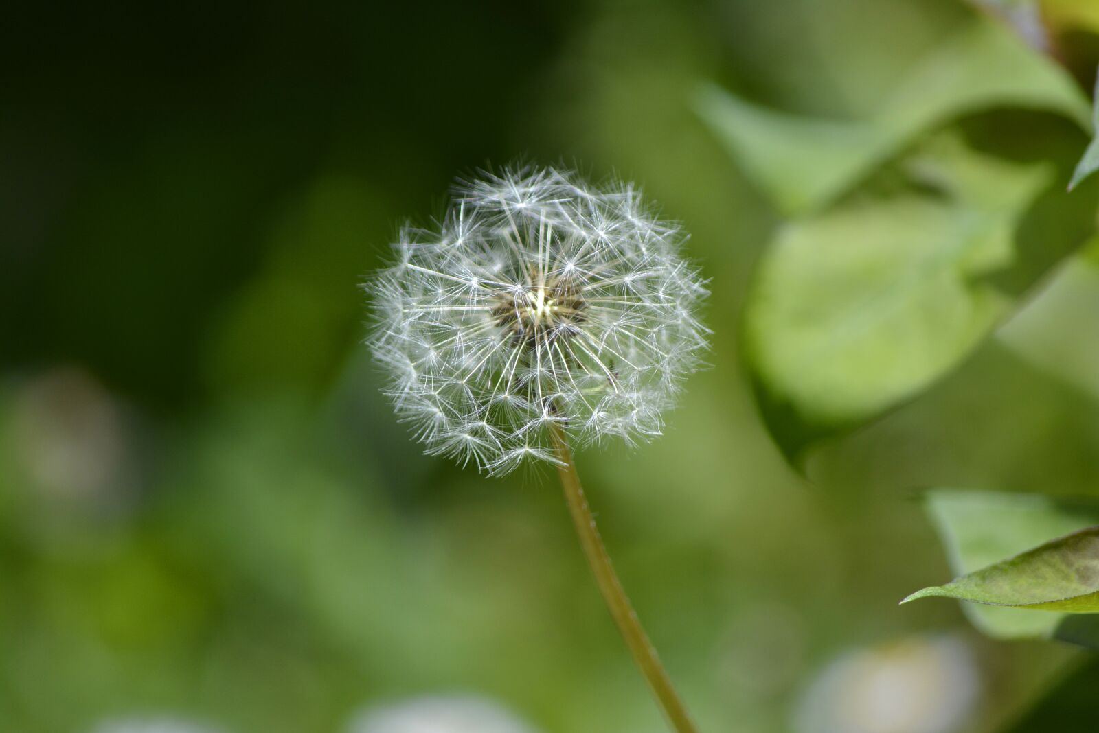 Nikon D5200 sample photo. Flower, green, floral photography