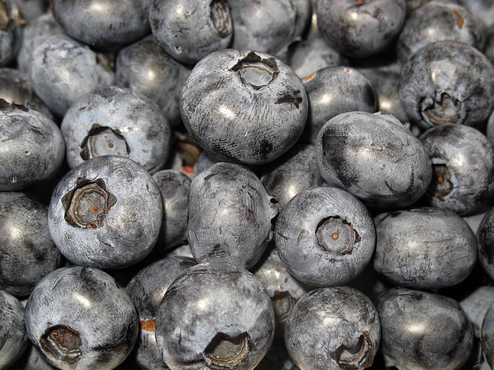 Canon PowerShot G12 sample photo. Blueberry, black berry, vaccinium photography