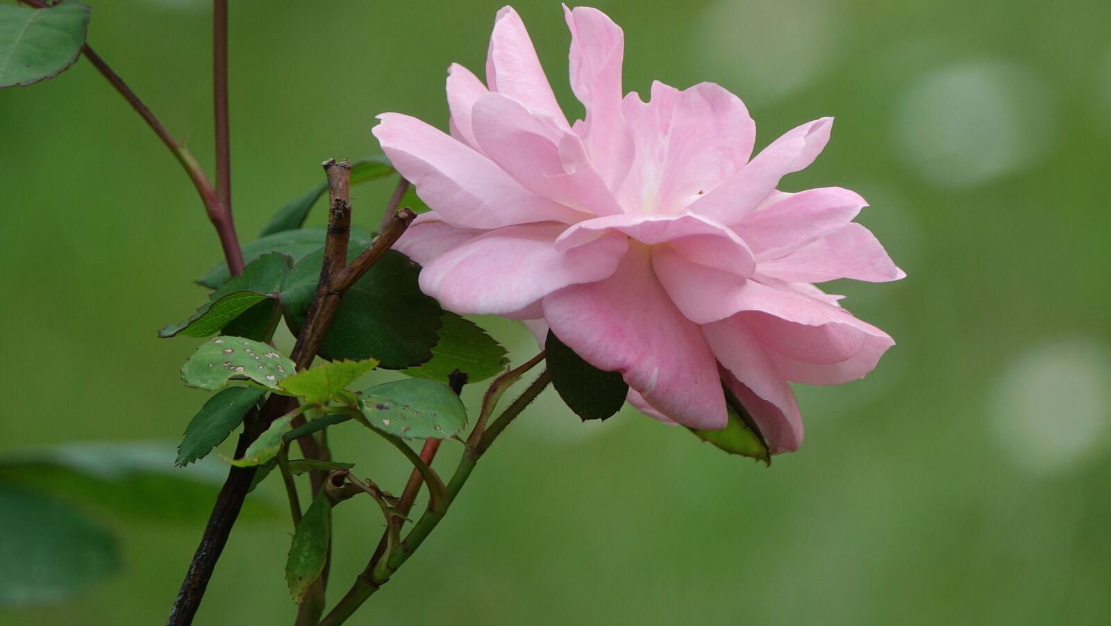 Sony Cyber-shot DSC-RX10 III sample photo. Pink, former, field photography