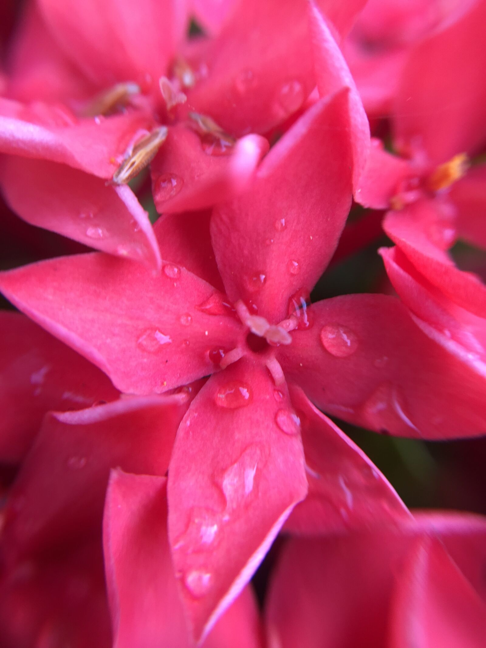 iPhone 6 back camera 4.15mm f/2.2 sample photo. Flower, pink, floral photography