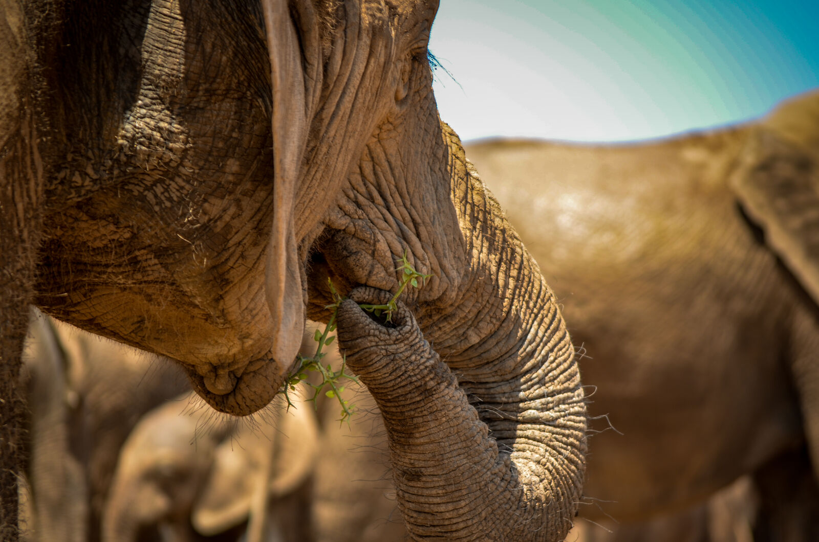 Nikon AF-S DX Nikkor 55-200mm F4-5.6G VR sample photo. Close up elephant trunk photography