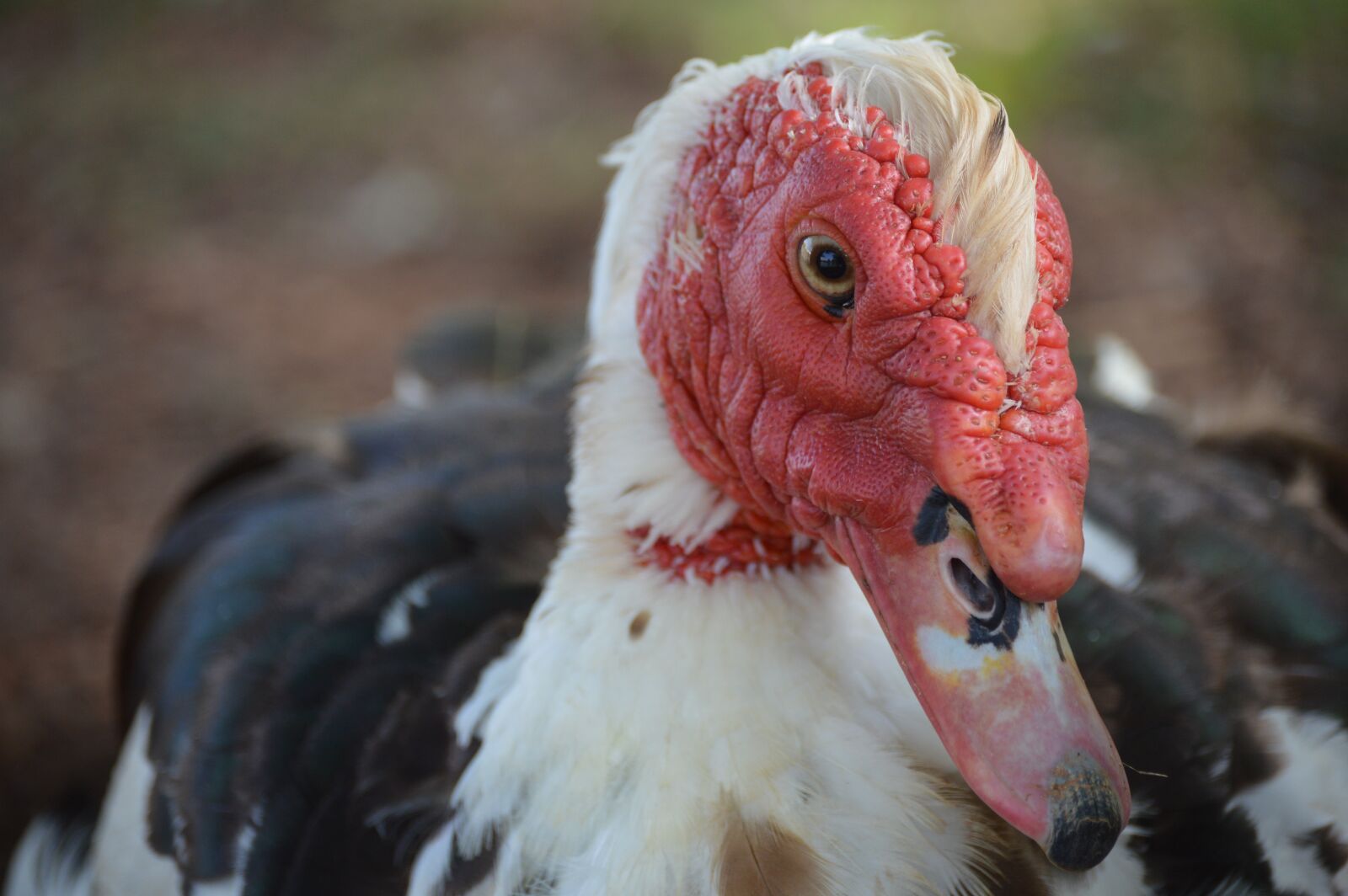 Nikon D3200 sample photo. Muscovy, duck, bird photography