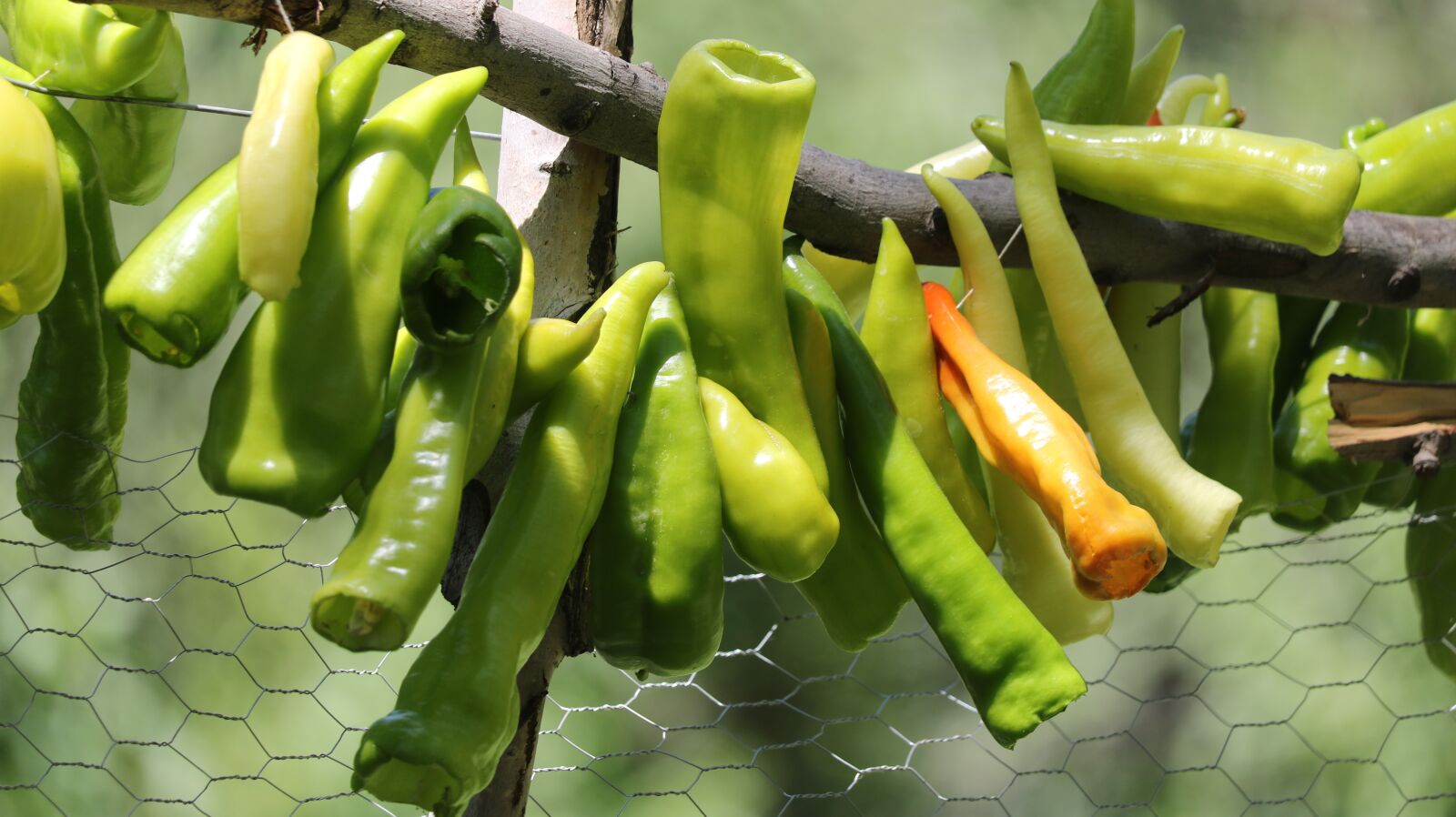 Canon EOS 750D (EOS Rebel T6i / EOS Kiss X8i) sample photo. Pepper, green, tree photography