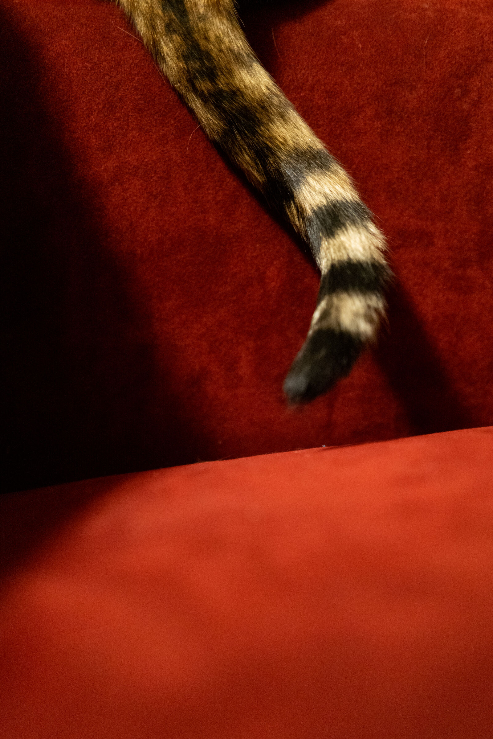 Leica Q2 sample photo. Curious tail photography