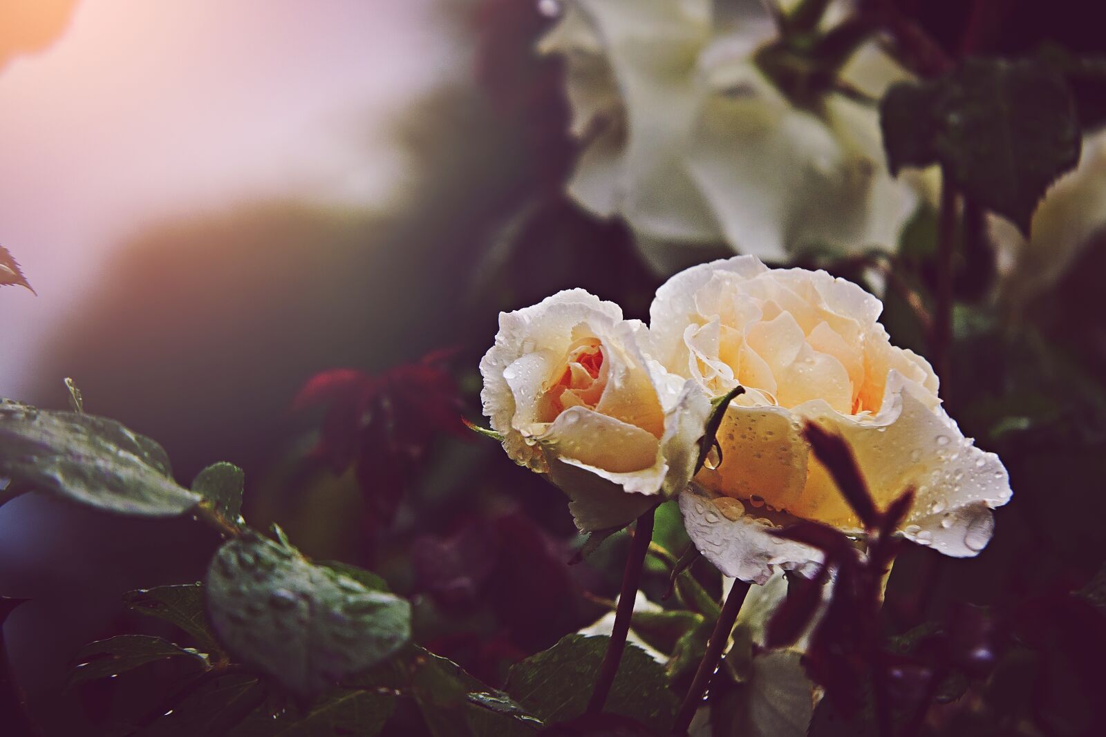 Canon EOS 500D (EOS Rebel T1i / EOS Kiss X3) sample photo. Roses, flowers, nature photography