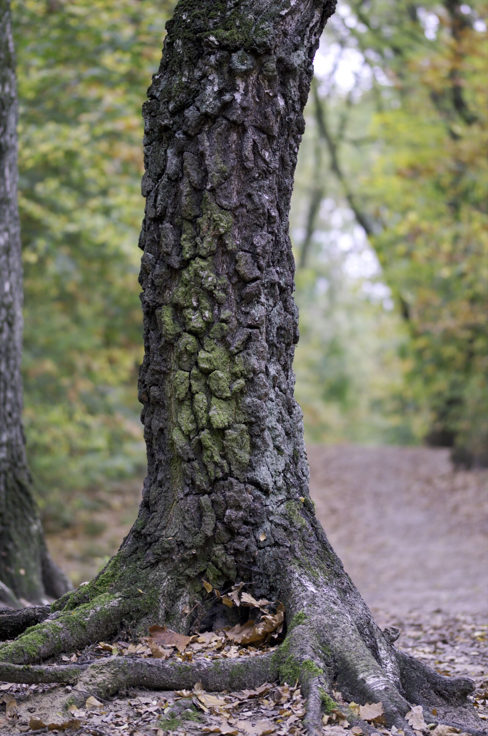 Nikon D5100 sample photo. Trunk, tree, forest photography