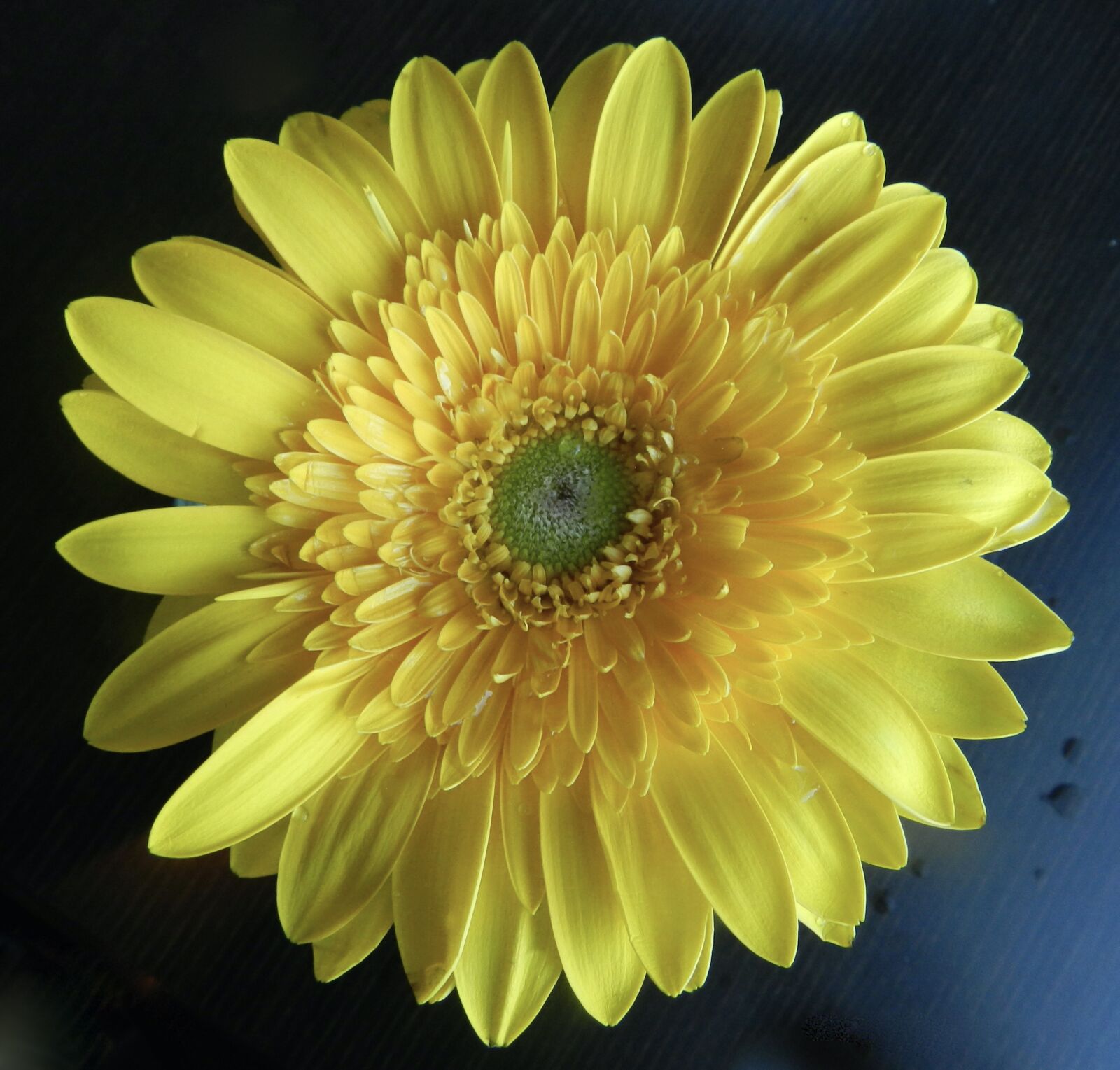 Nikon Coolpix P500 sample photo. Yellow, flower, garden photography
