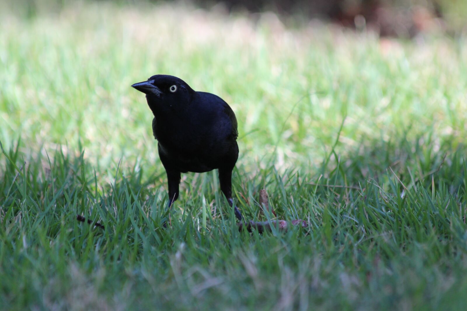 Canon EOS 650D (EOS Rebel T4i / EOS Kiss X6i) sample photo. Antillean grakl, quiscalus niger photography
