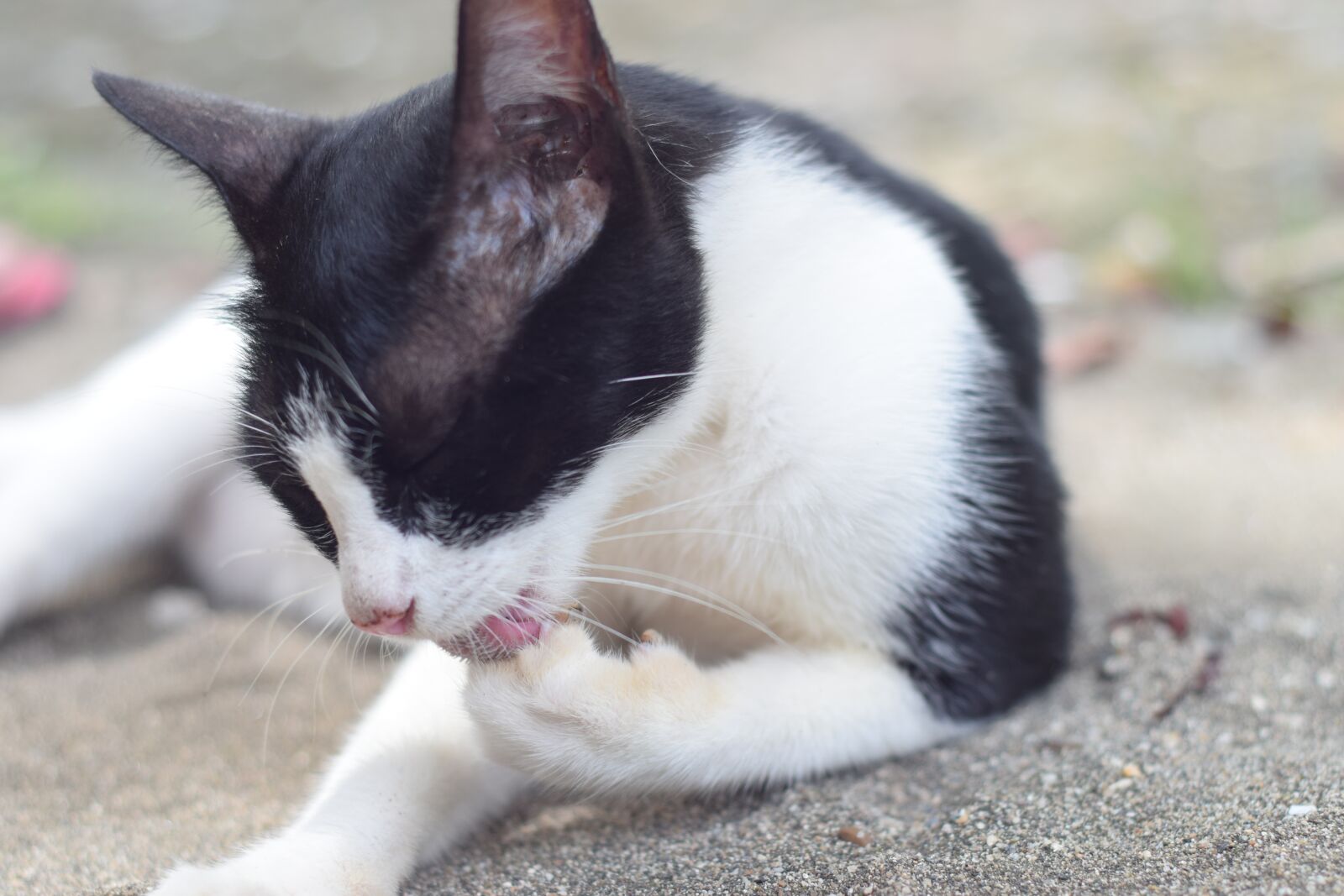 Nikon D3300 sample photo. Cat, animals, feather photography