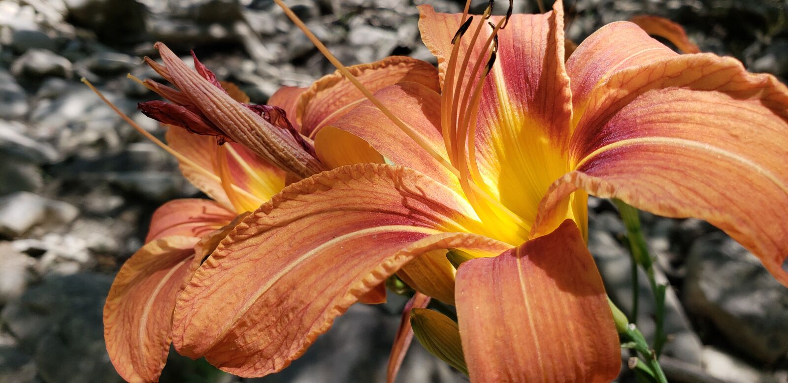 Samsung Galaxy S9+ sample photo. West virginia, nature park photography
