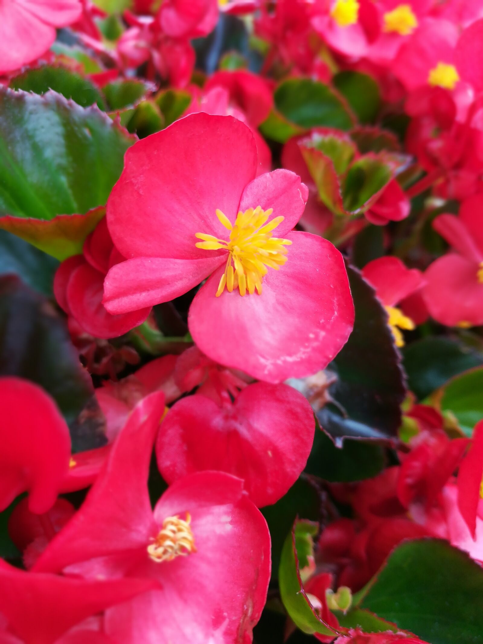 HUAWEI c??Eu?s 6X sample photo. Nature, pink, spring photography