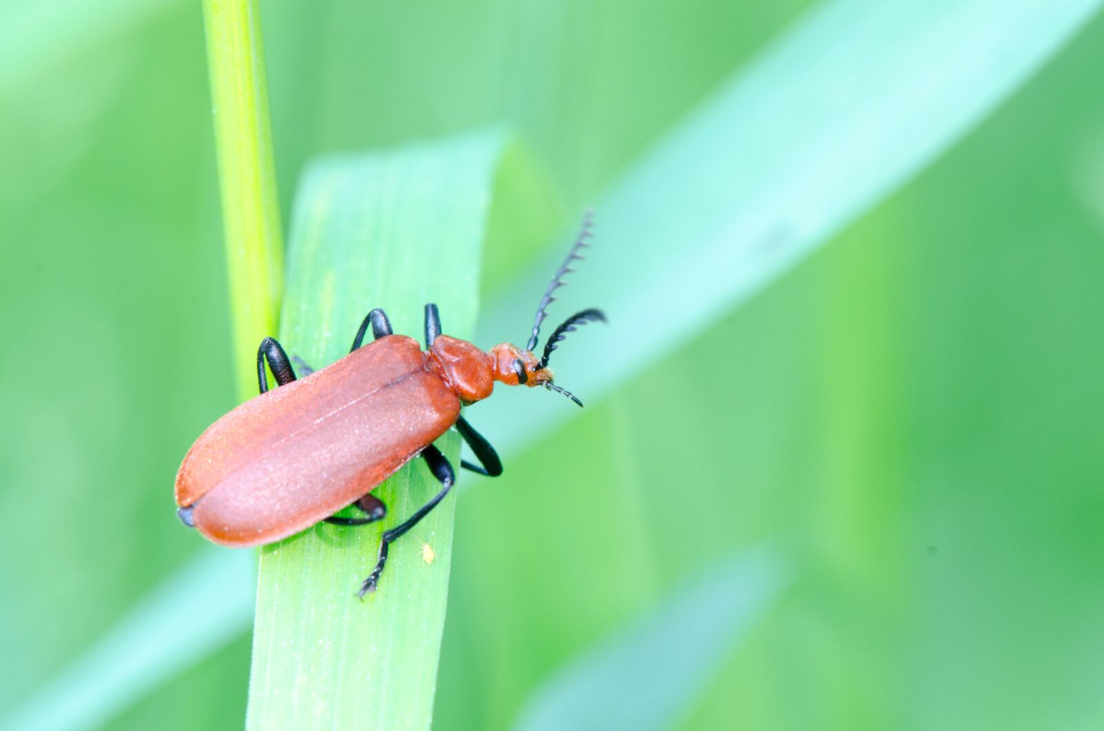 Nikon D7000 sample photo. Beetle, soldier beetle, insect photography