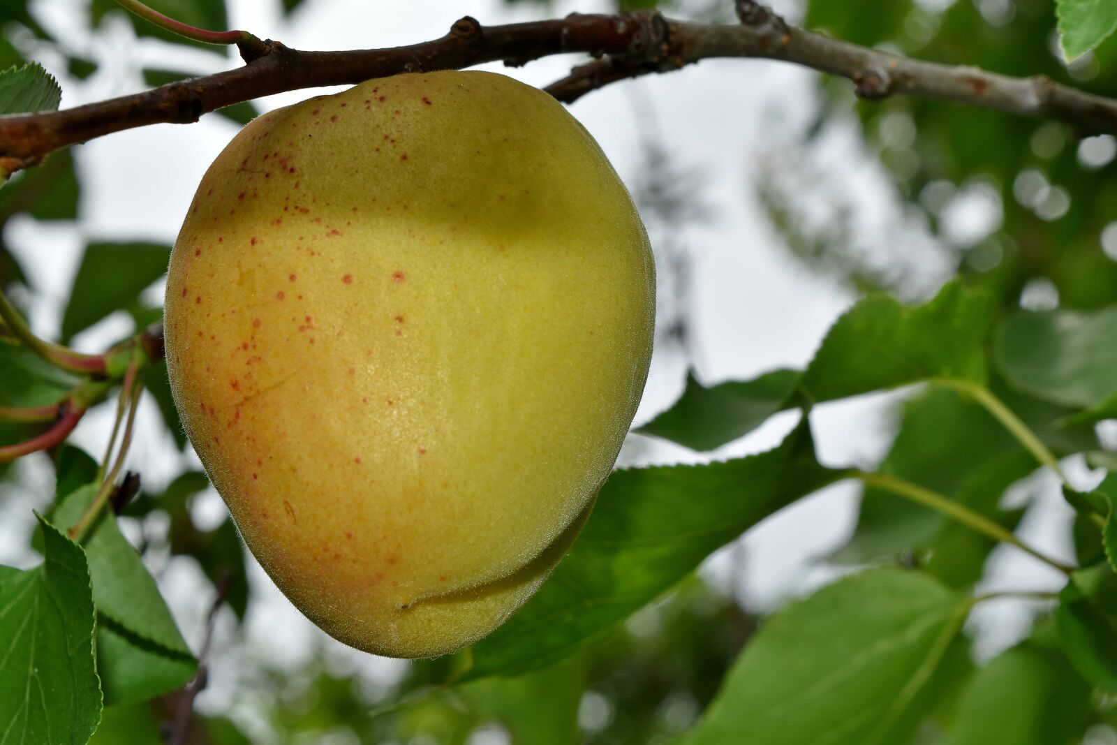 Nikon D5500 sample photo. Branch, orchard, peach, delicious photography