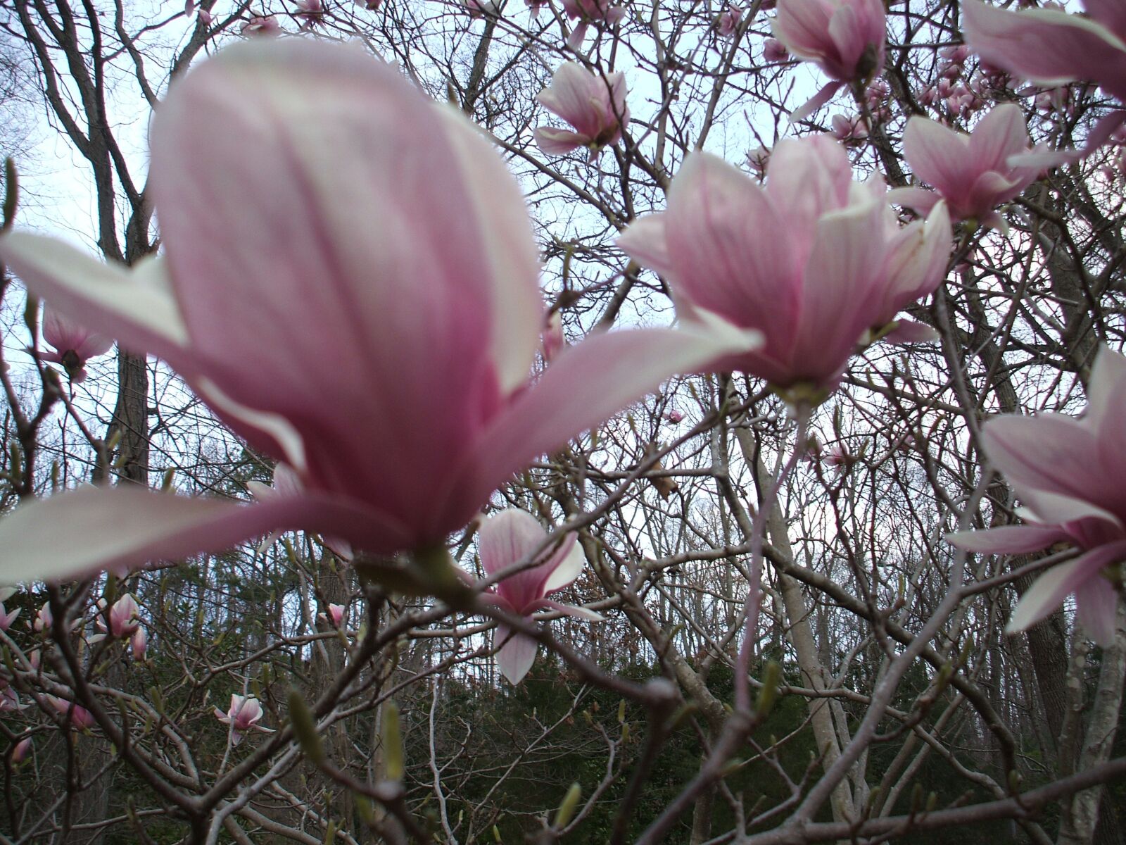 Fujifilm FinePix A700 sample photo. Tulip tree, pink, magnolia photography