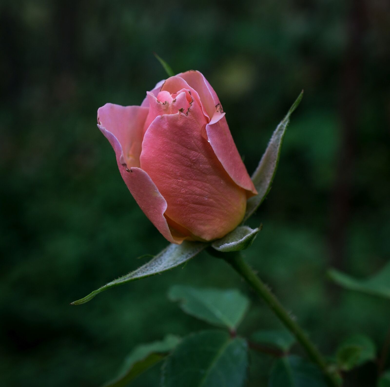 Sony E 30mm F3.5 Macro sample photo. Rose, rosebud, flower photography