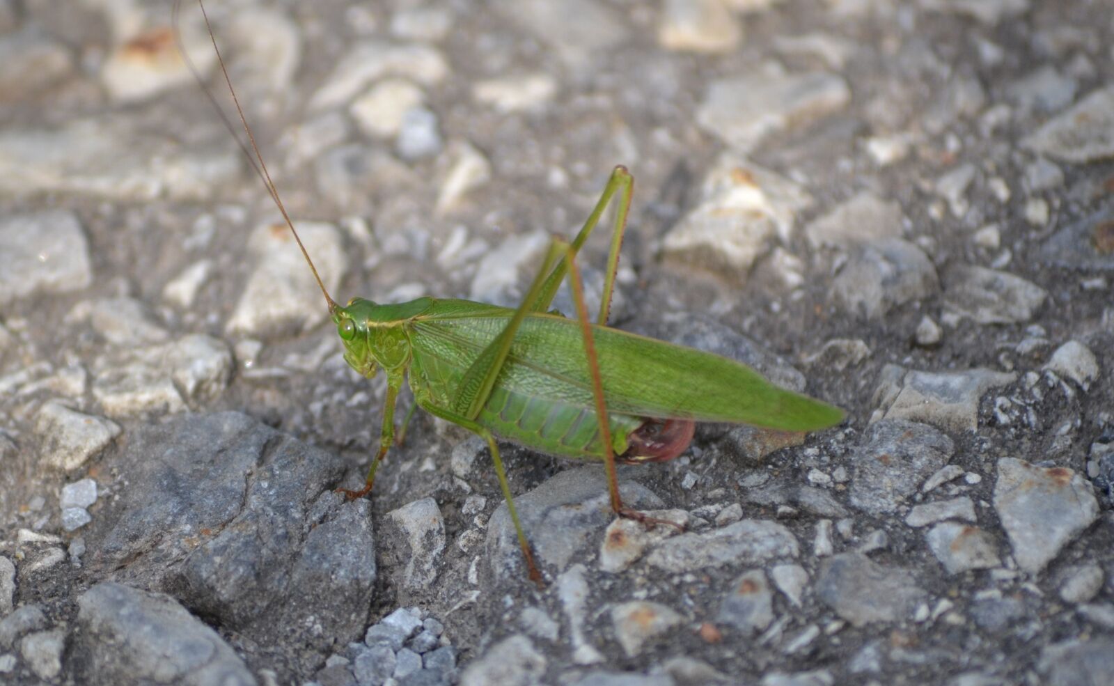 Nikon D3100 sample photo. Insect, grasshopper, green photography