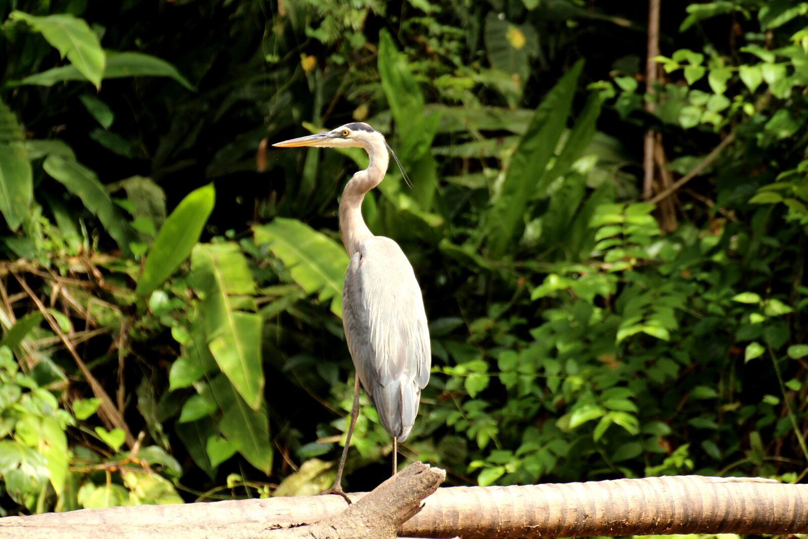 Canon EOS 700D (EOS Rebel T5i / EOS Kiss X7i) sample photo. Heron, canada heron, tortuguero photography