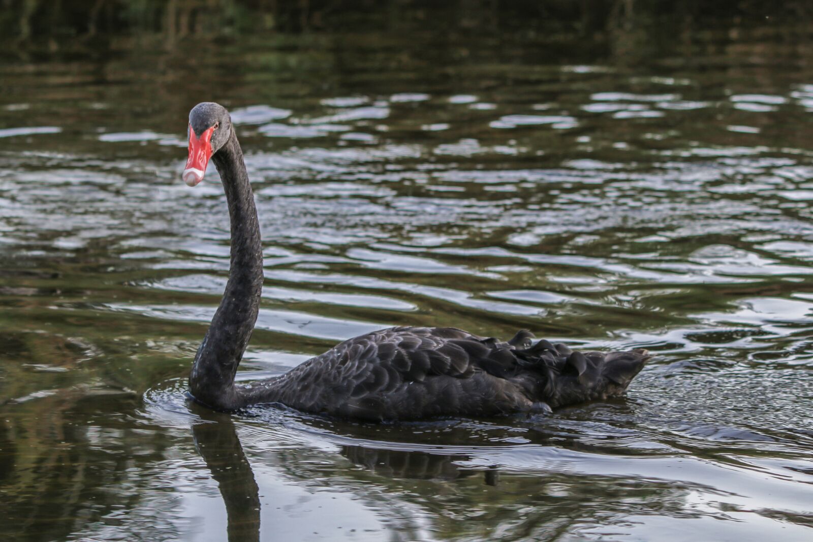 Canon EF 70-300 F4-5.6 IS II USM sample photo. Swan, black, water bird photography