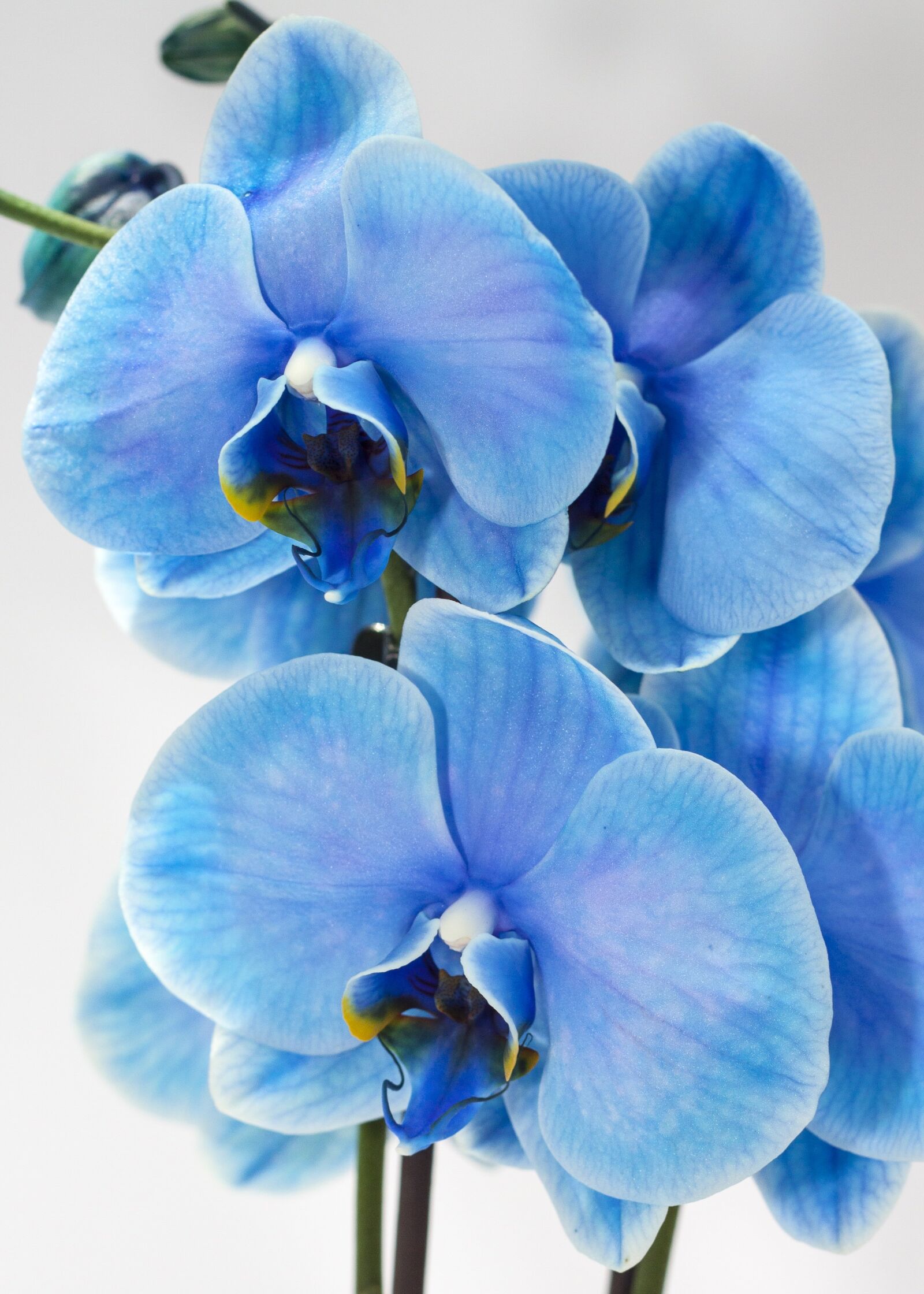 Canon EOS 50D + Canon EF 50mm F1.8 II sample photo. Orchid, blue, phalaenopsis photography