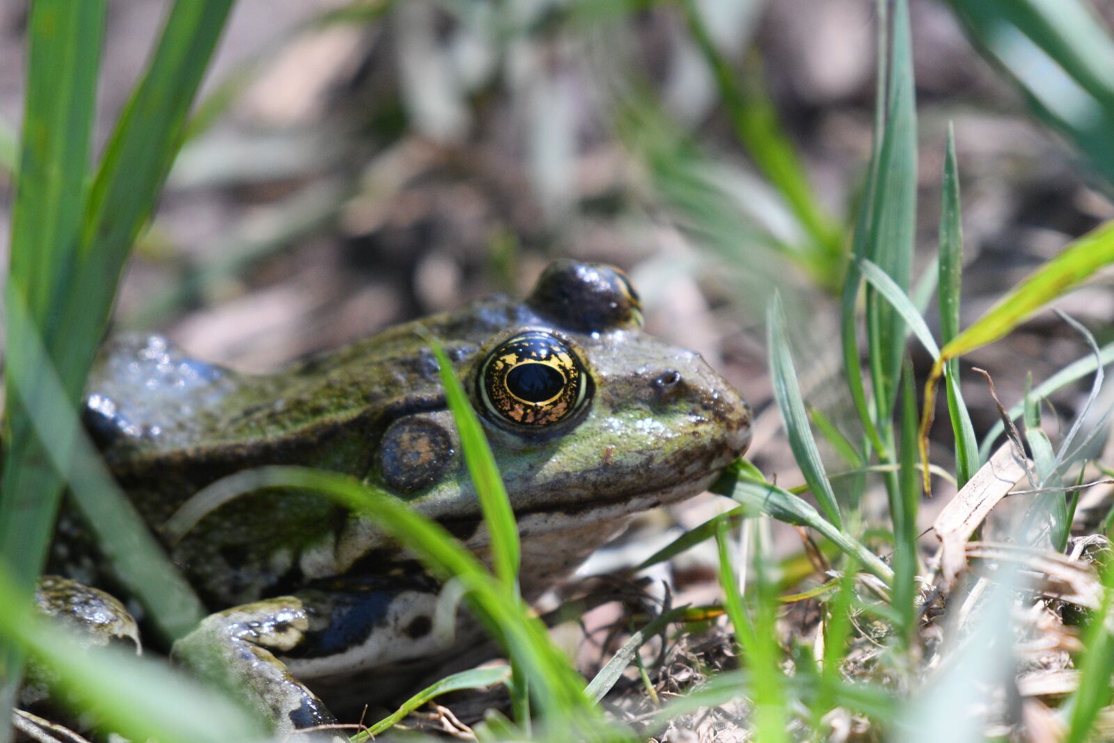Nikon D500 sample photo. Frog, grass, nature photography
