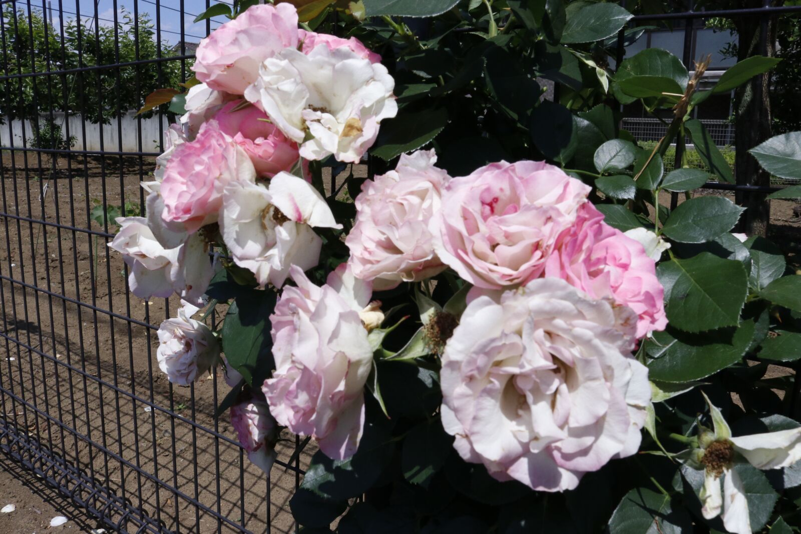 Canon EOS 80D sample photo. Rose, flowers, romantic photography