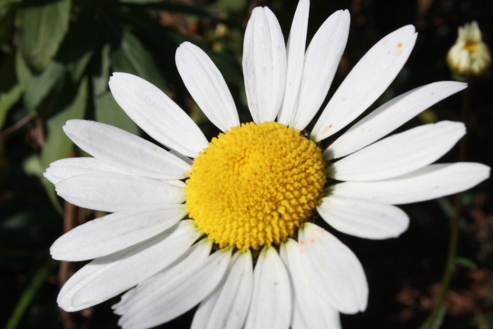 Canon EOS 1300D (EOS Rebel T6 / EOS Kiss X80) sample photo. Beautiful, flowers, daisy photography