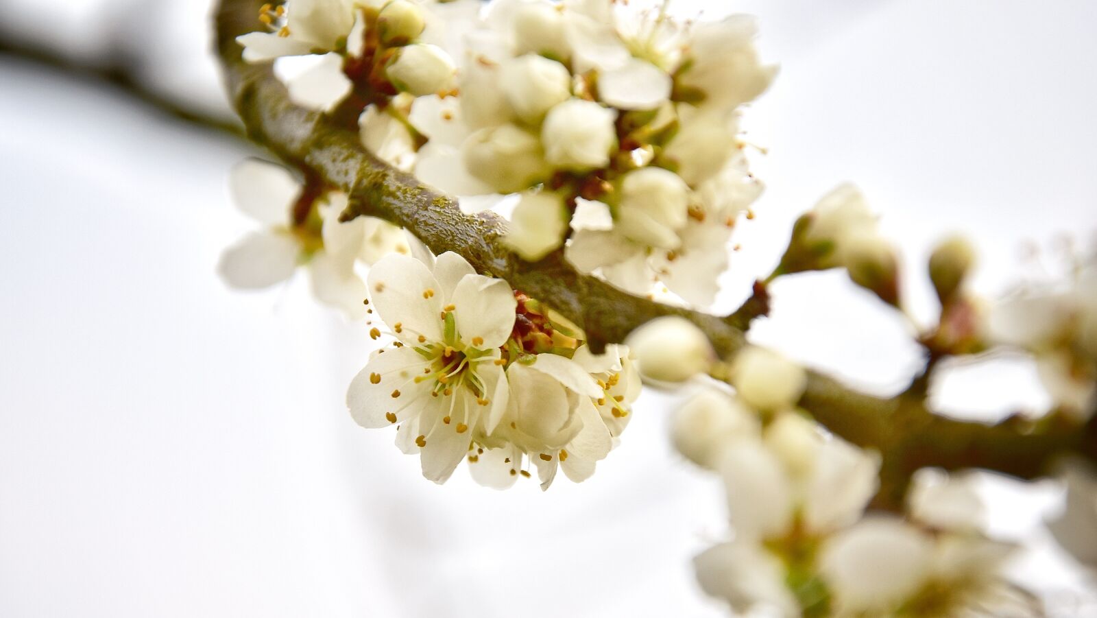 Nikon D7200 sample photo. Spring, flower, nature photography