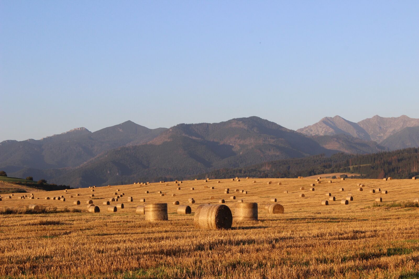 Canon EOS 600D (Rebel EOS T3i / EOS Kiss X5) sample photo. Field, hay, straw photography