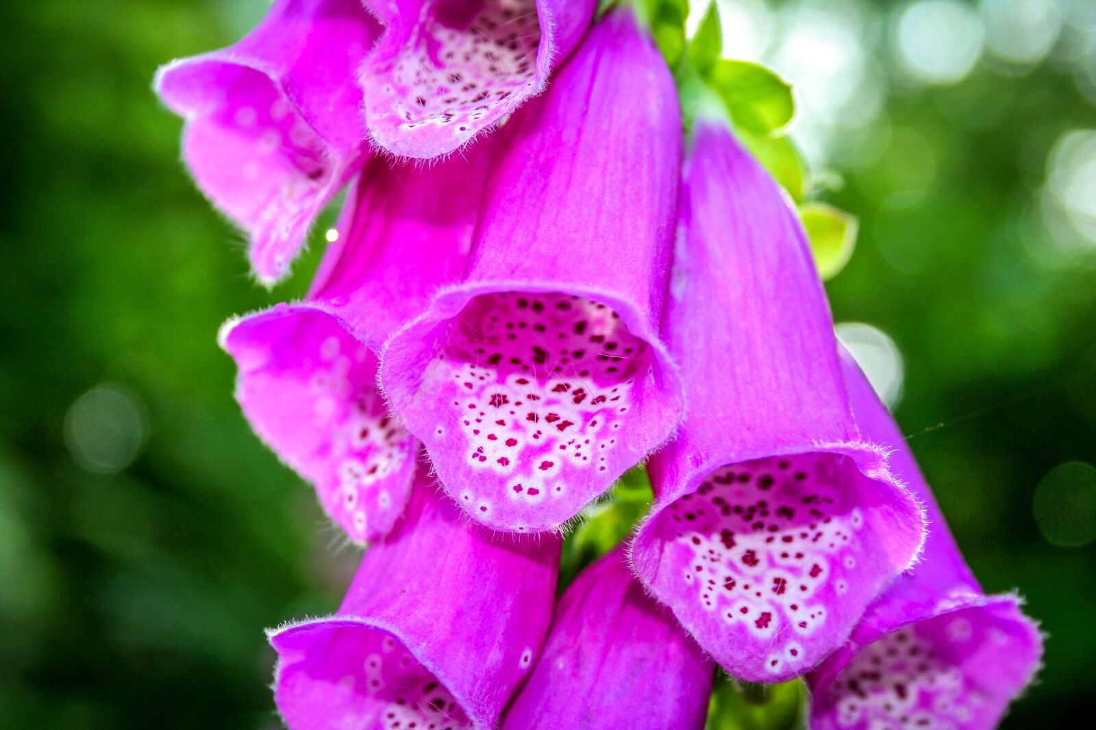 Canon EOS 350D (EOS Digital Rebel XT / EOS Kiss Digital N) sample photo. Thimble, poisonous plant, wild photography
