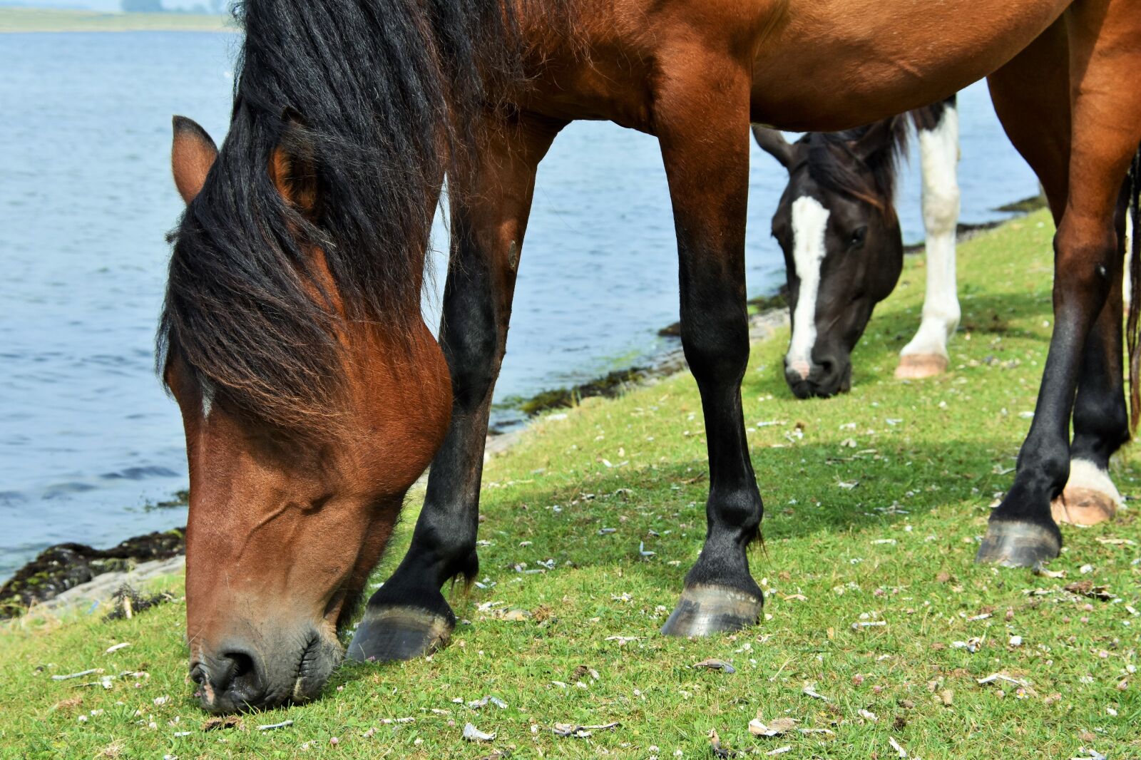 Nikon D7200 sample photo. Horses, browser, moons photography