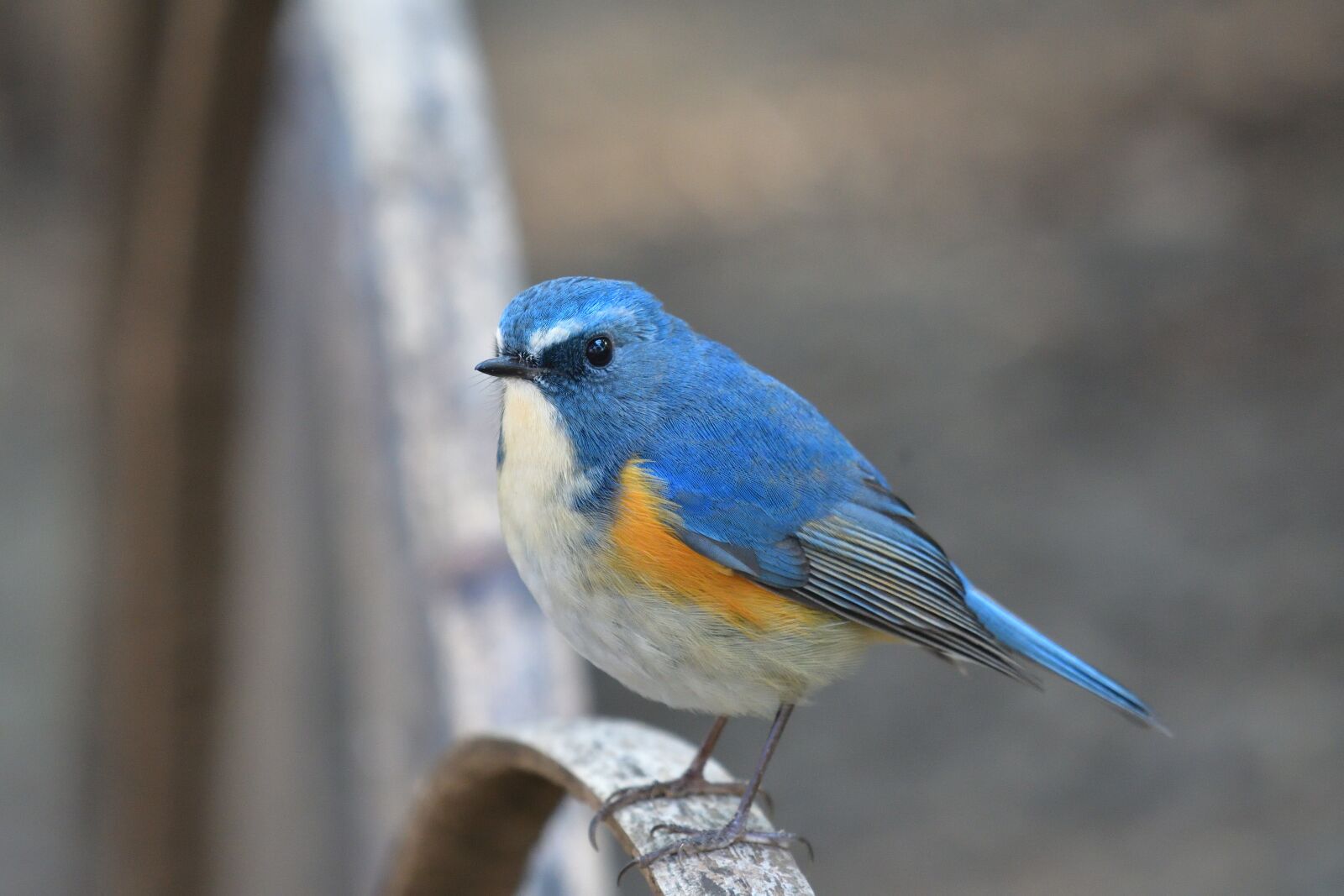 Nikon D500 sample photo. Natural, bird, wild animals photography