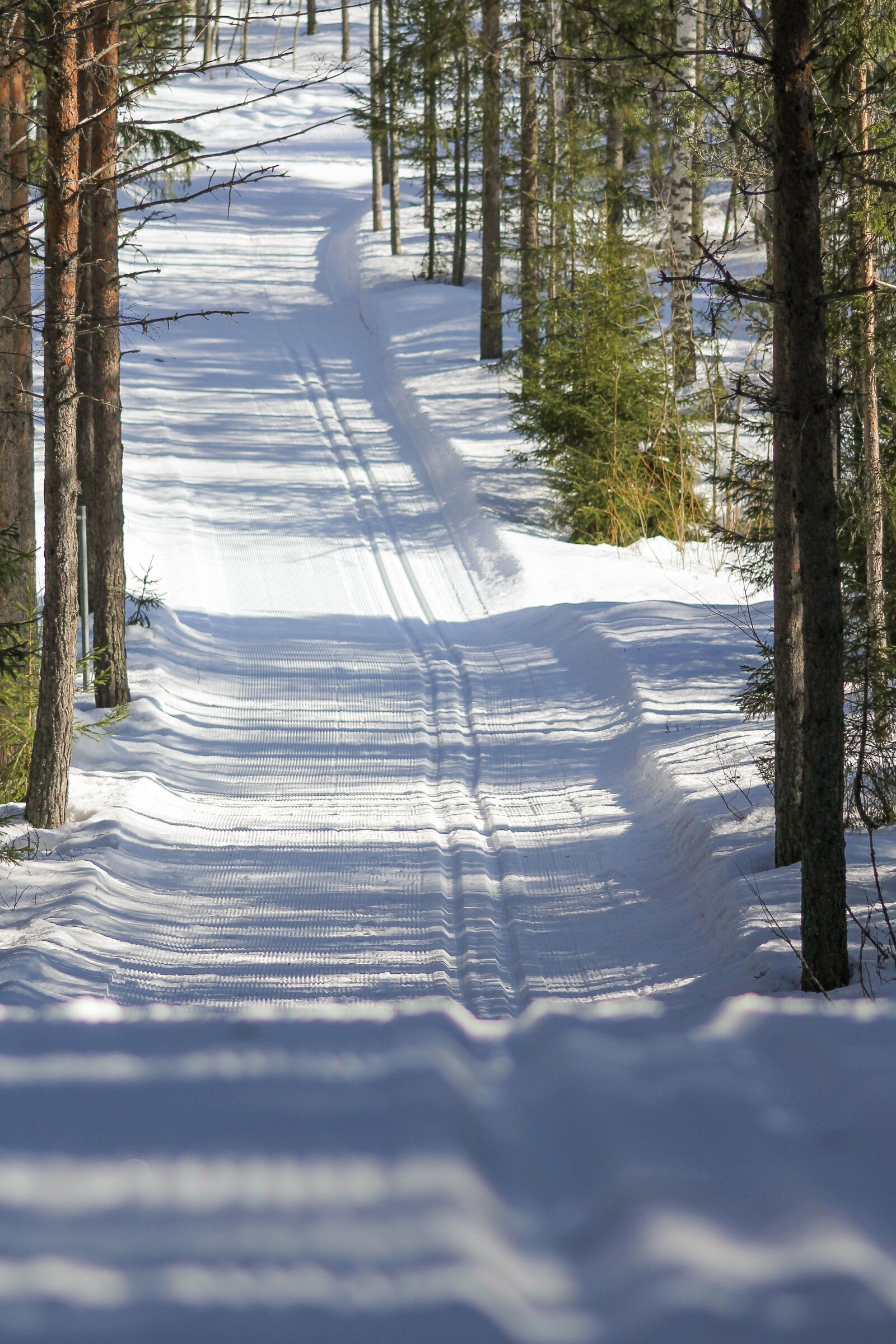 Canon EOS 550D (EOS Rebel T2i / EOS Kiss X4) sample photo. Ski, ski tracks, forest photography