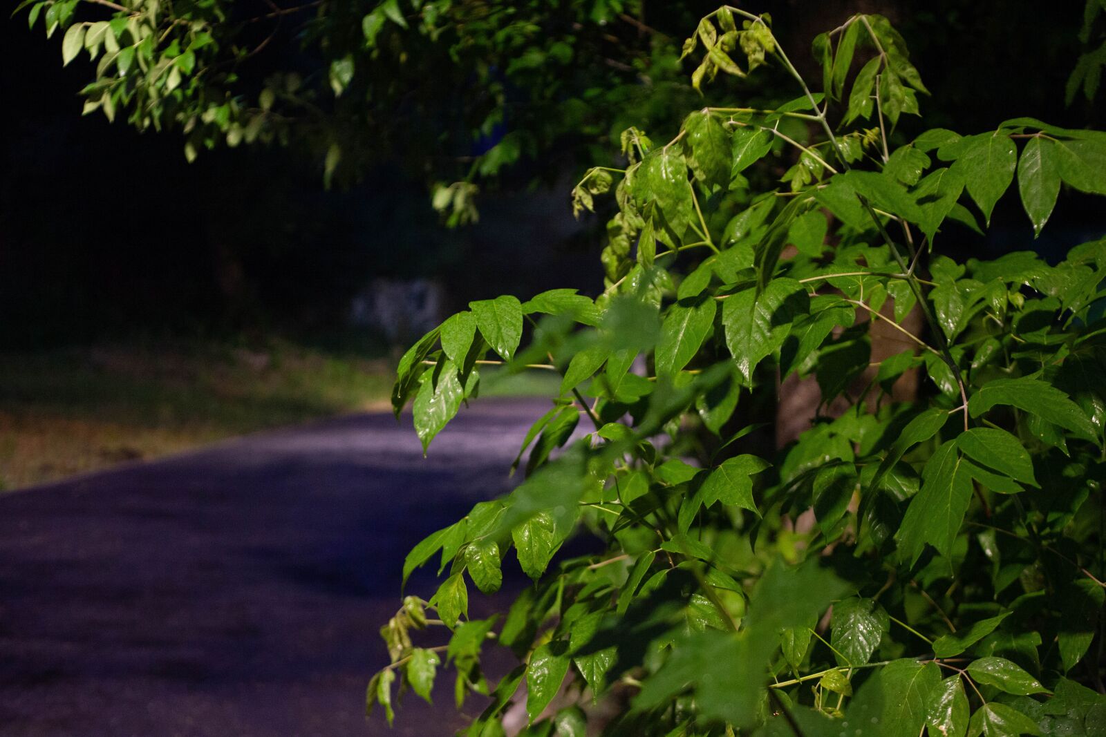 Canon EF 50mm F1.8 II sample photo. ночь, свет, зелень photography