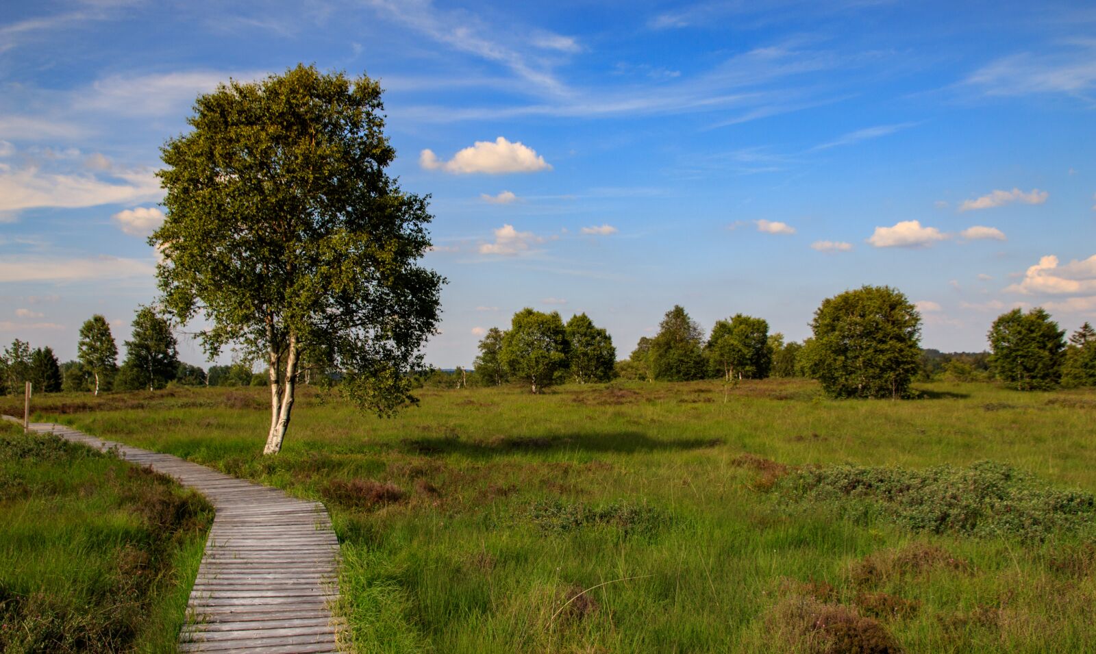 Canon EOS 80D sample photo. Venn, high fens, belgium photography