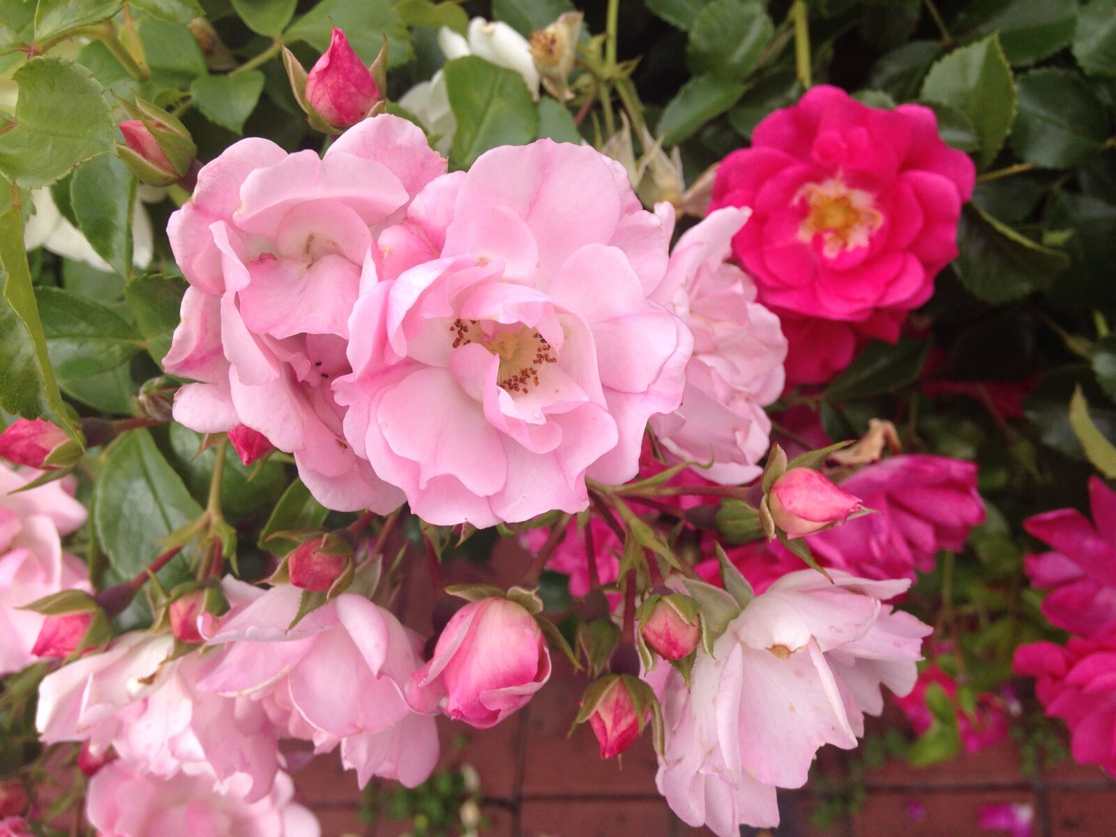iPhone 5c back camera 4.12mm f/2.4 sample photo. Flower, garden, pink, rose photography